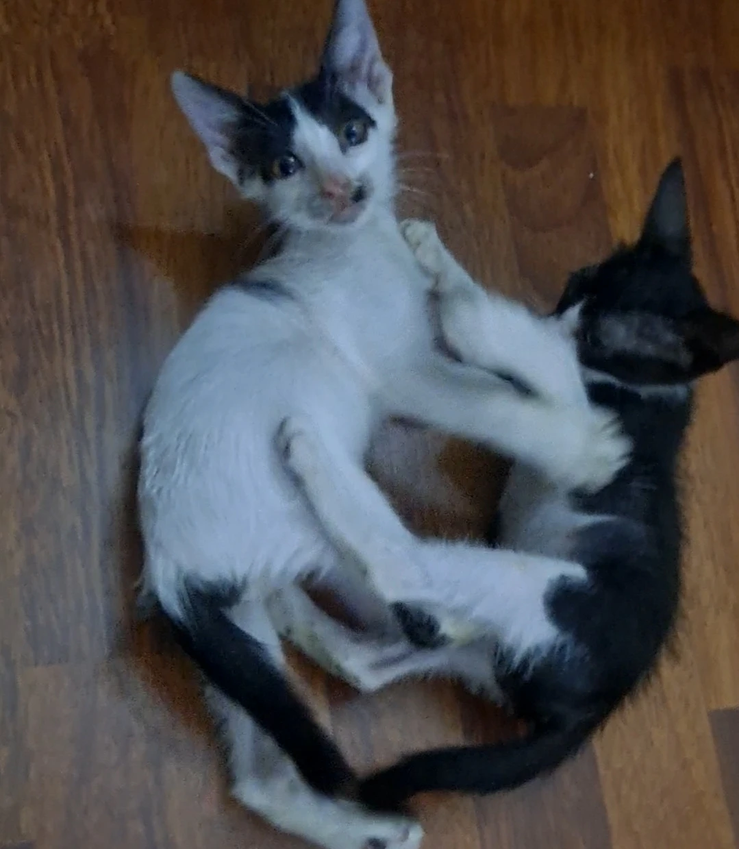 KITTENS FOR ADOPTION!!!-Image 2