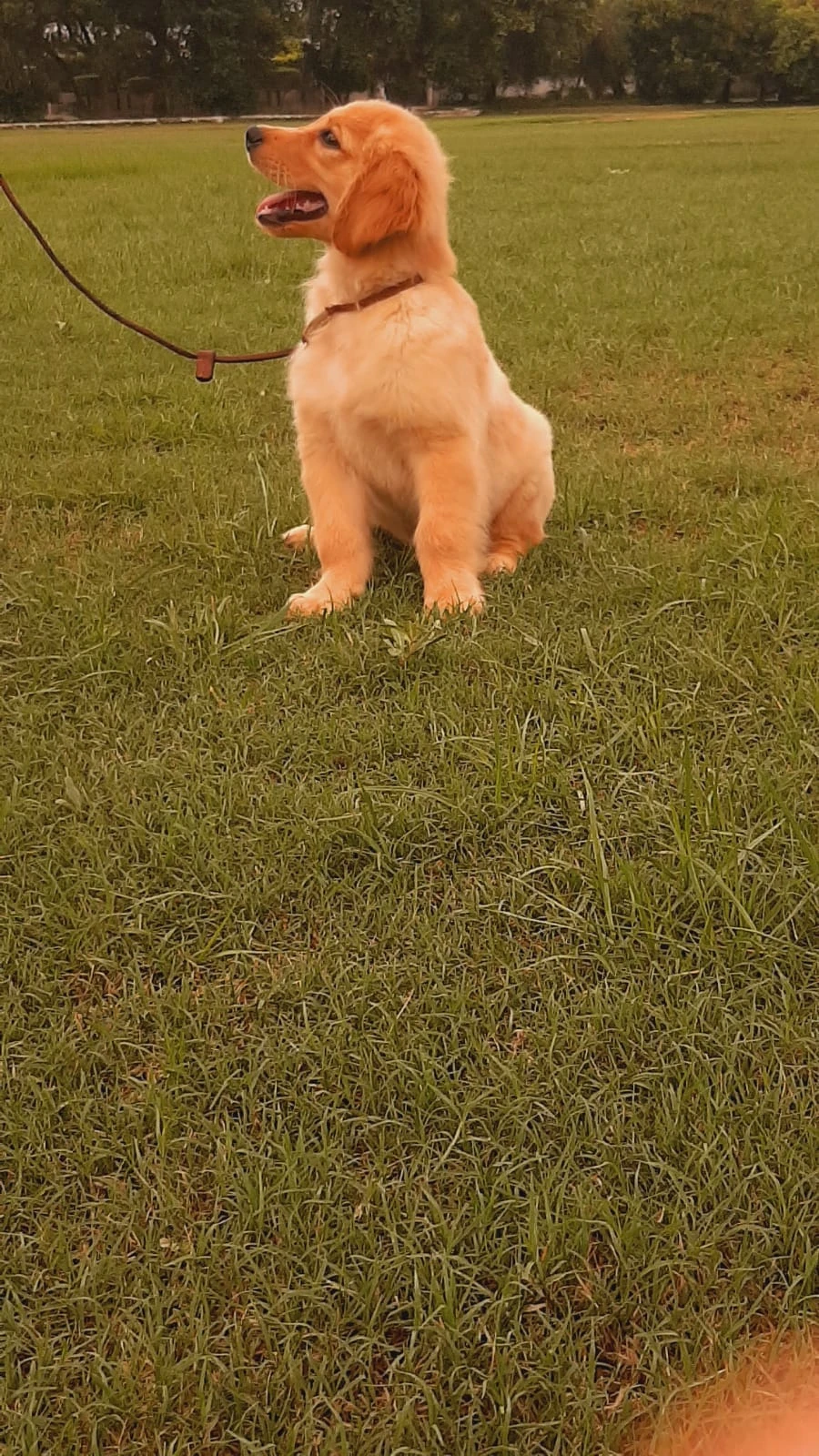 3 month 4th generation kcp registered golden retriever-Image 3