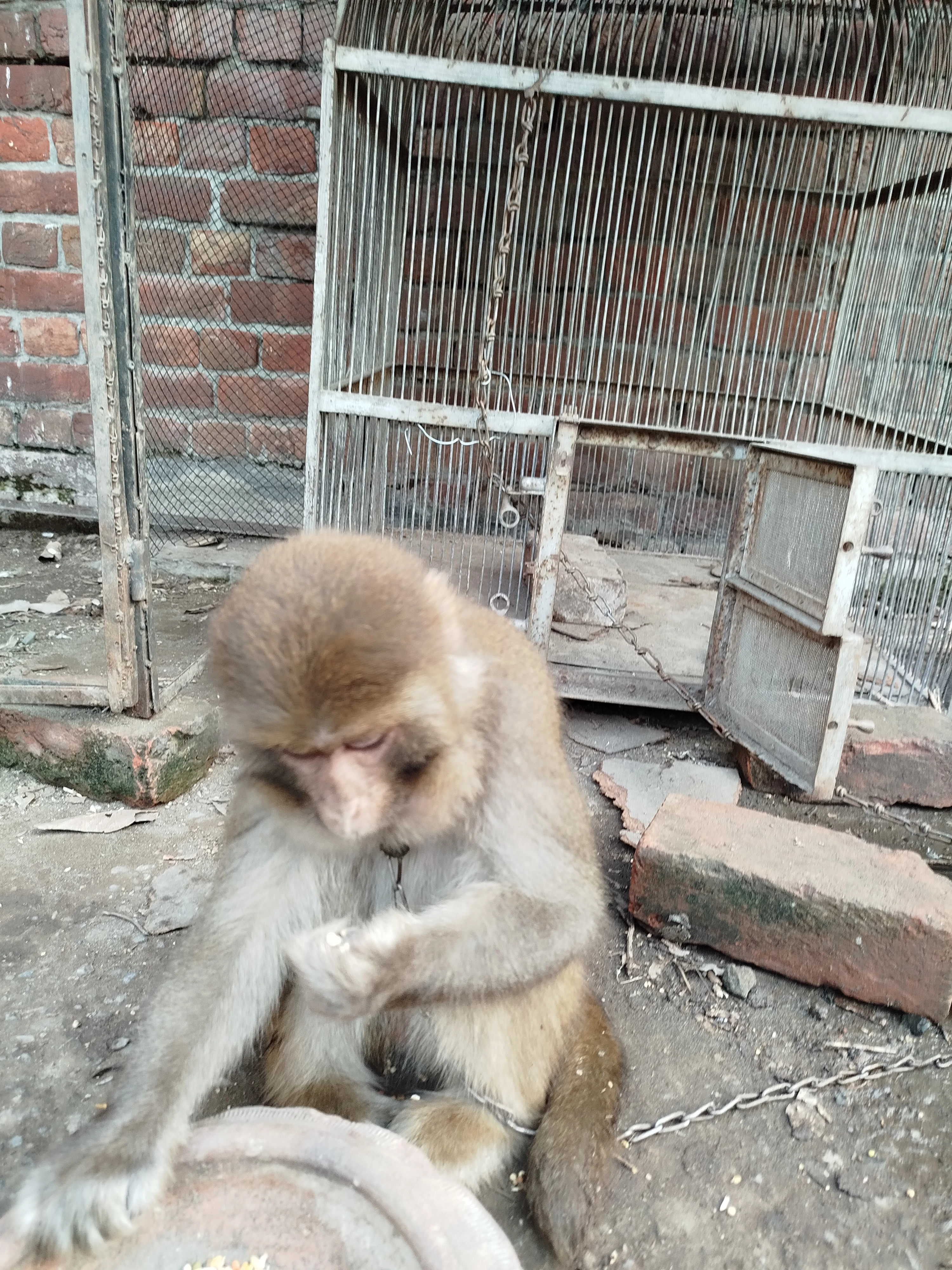 Monkey-Image 1