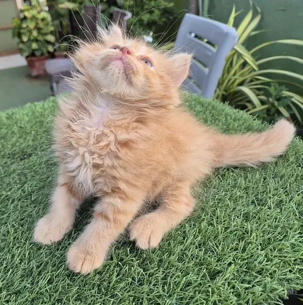 Ginger Fluffy Pure Persian,Kitten Persian cat| cute face kittens-Image 4