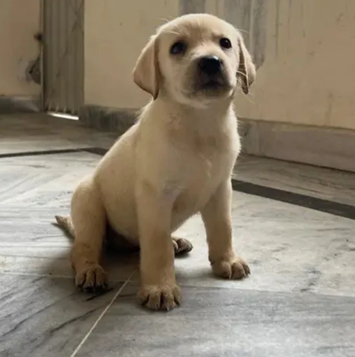 Labrador Female Puppy (Breeder)-Image 2