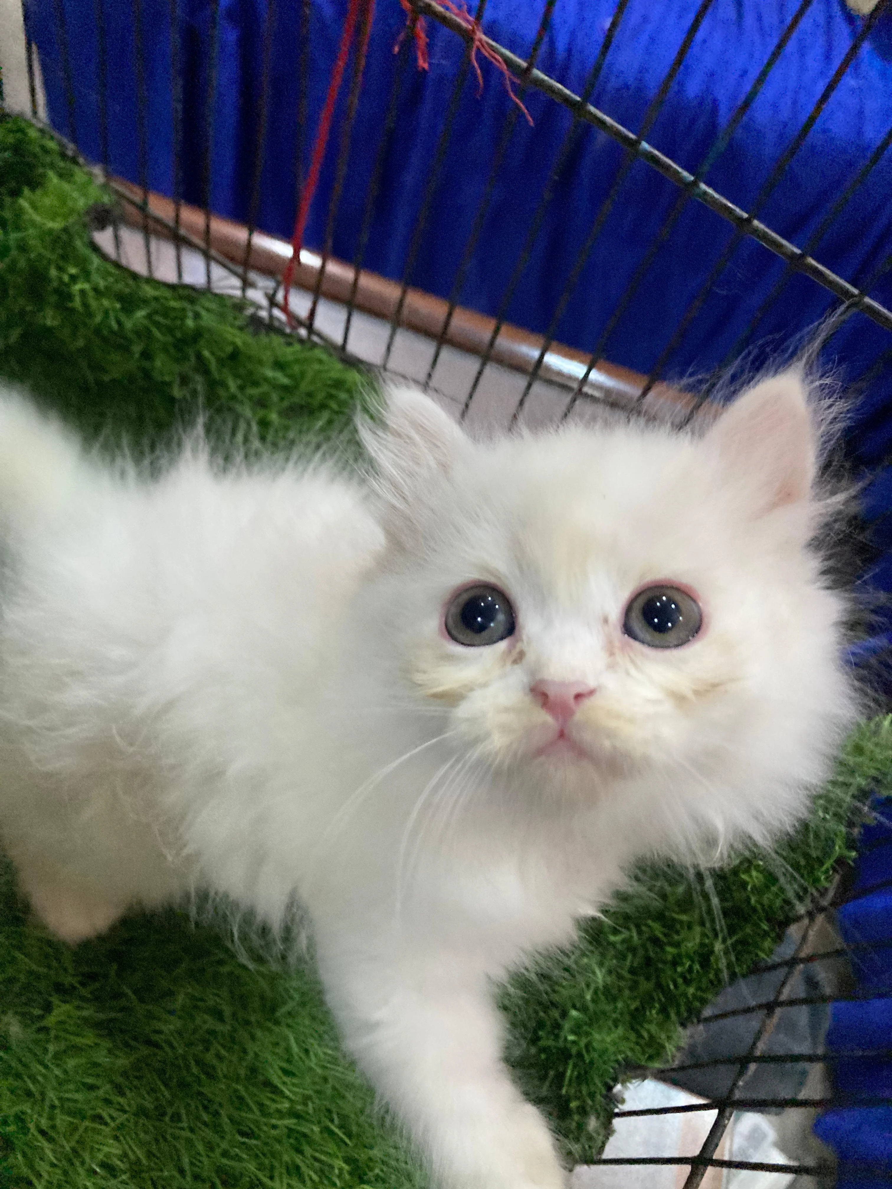 Cute Kittens for sale-Image 4