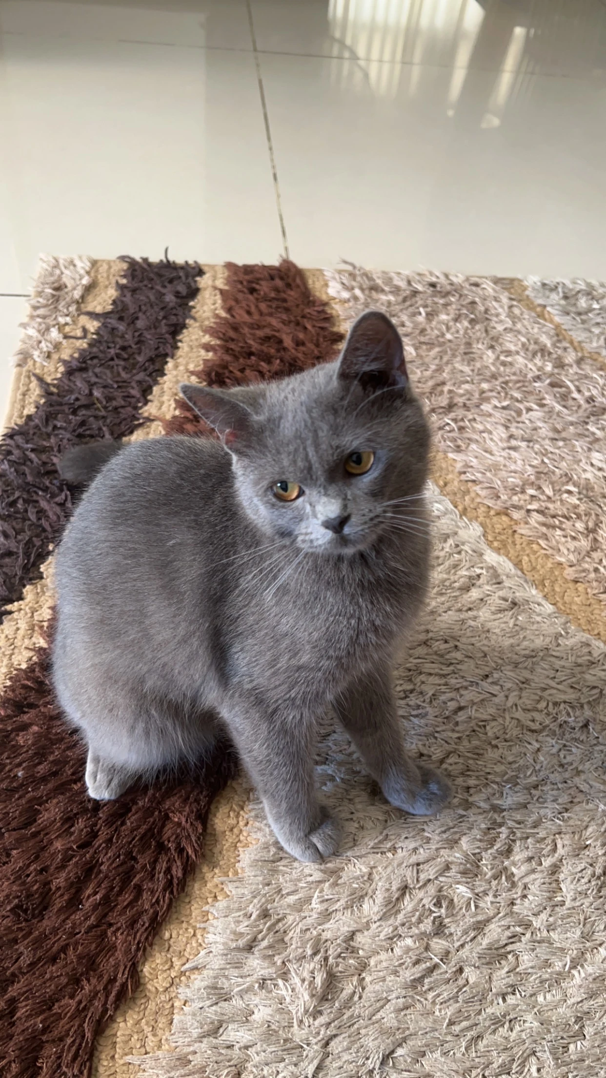 British Shorthair for sale-Image 2