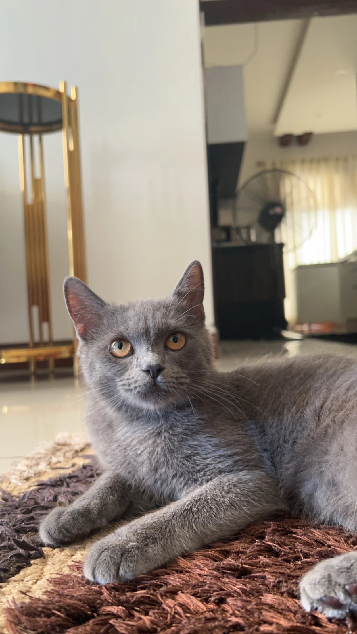 British Shorthair for sale-Image 3