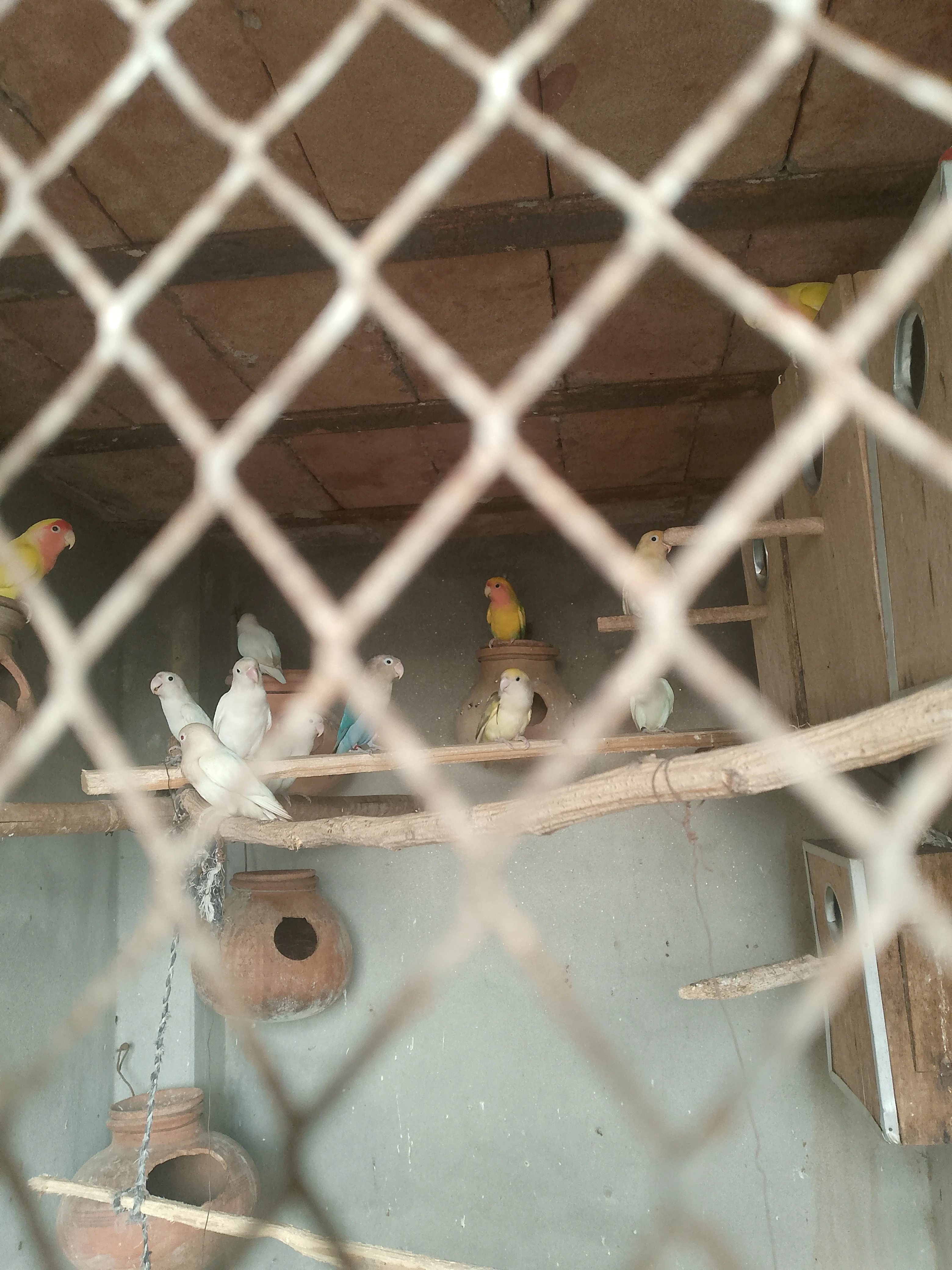 One Breeder pair albino split red eyes price 3000, 1breeder pair blue sabal price 3000, 1breeder pair blue opline to blue sabal 3000, 1breeder female decino Pastelino 2000, total 7birds price sab ki 8000fnf-Image 2