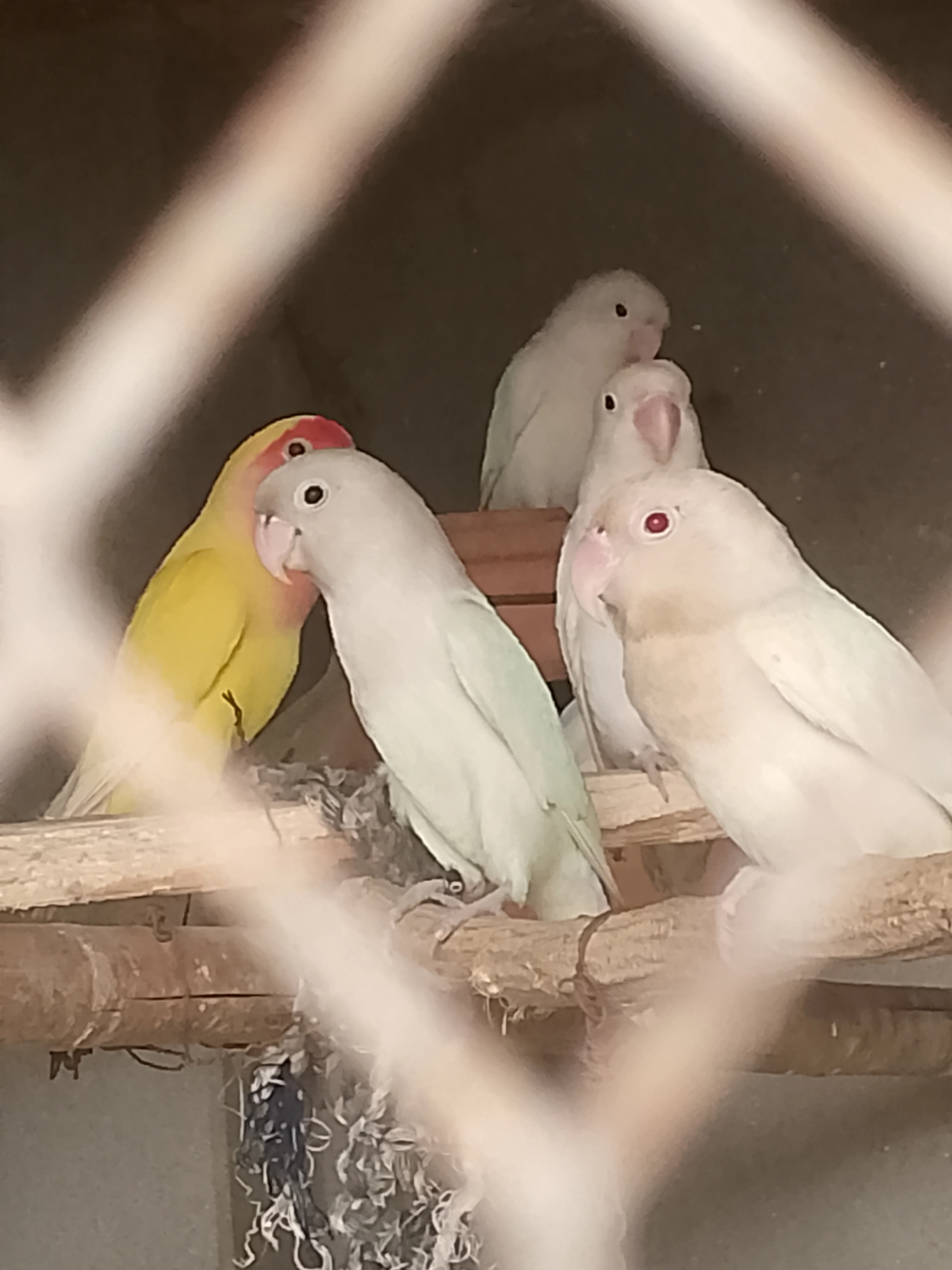 One Breeder pair albino split red eyes price 3000, 1breeder pair blue sabal price 3000, 1breeder pair blue opline to blue sabal 3000, 1breeder female decino Pastelino 2000, total 7birds price sab ki 8000fnf-Image 4