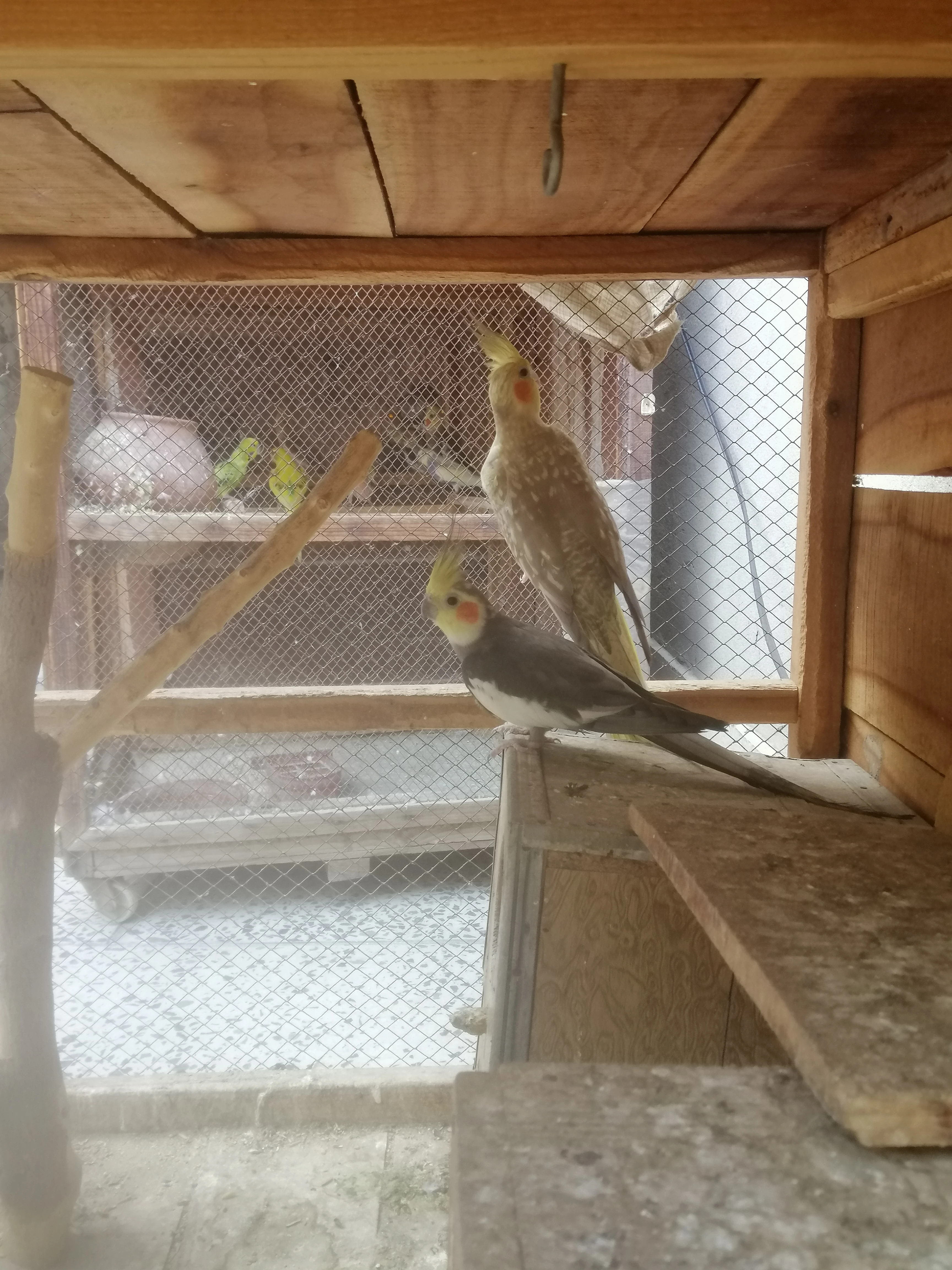 Cockatiel pair-Image 2