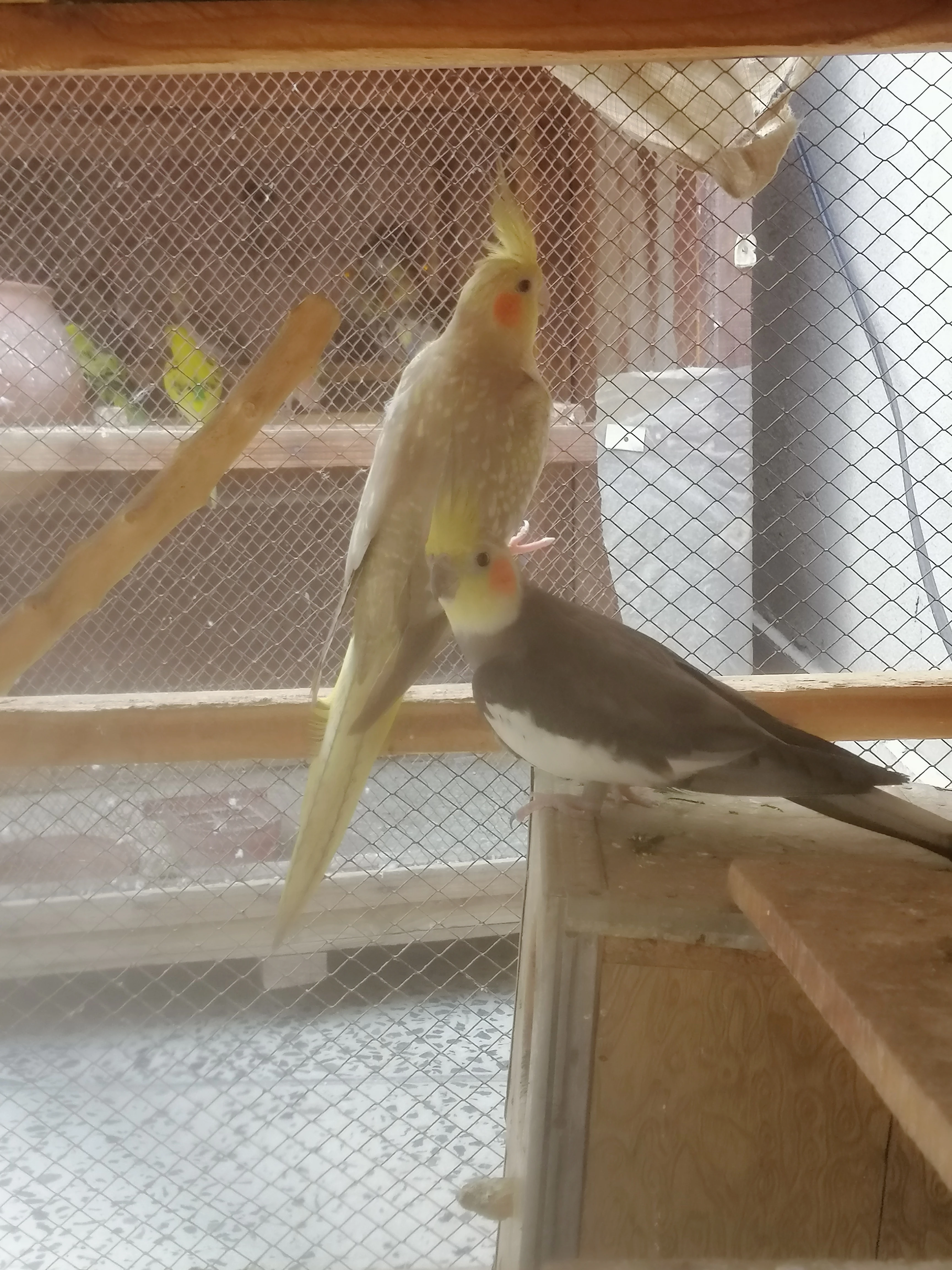 Cockatiel pair-Image 2