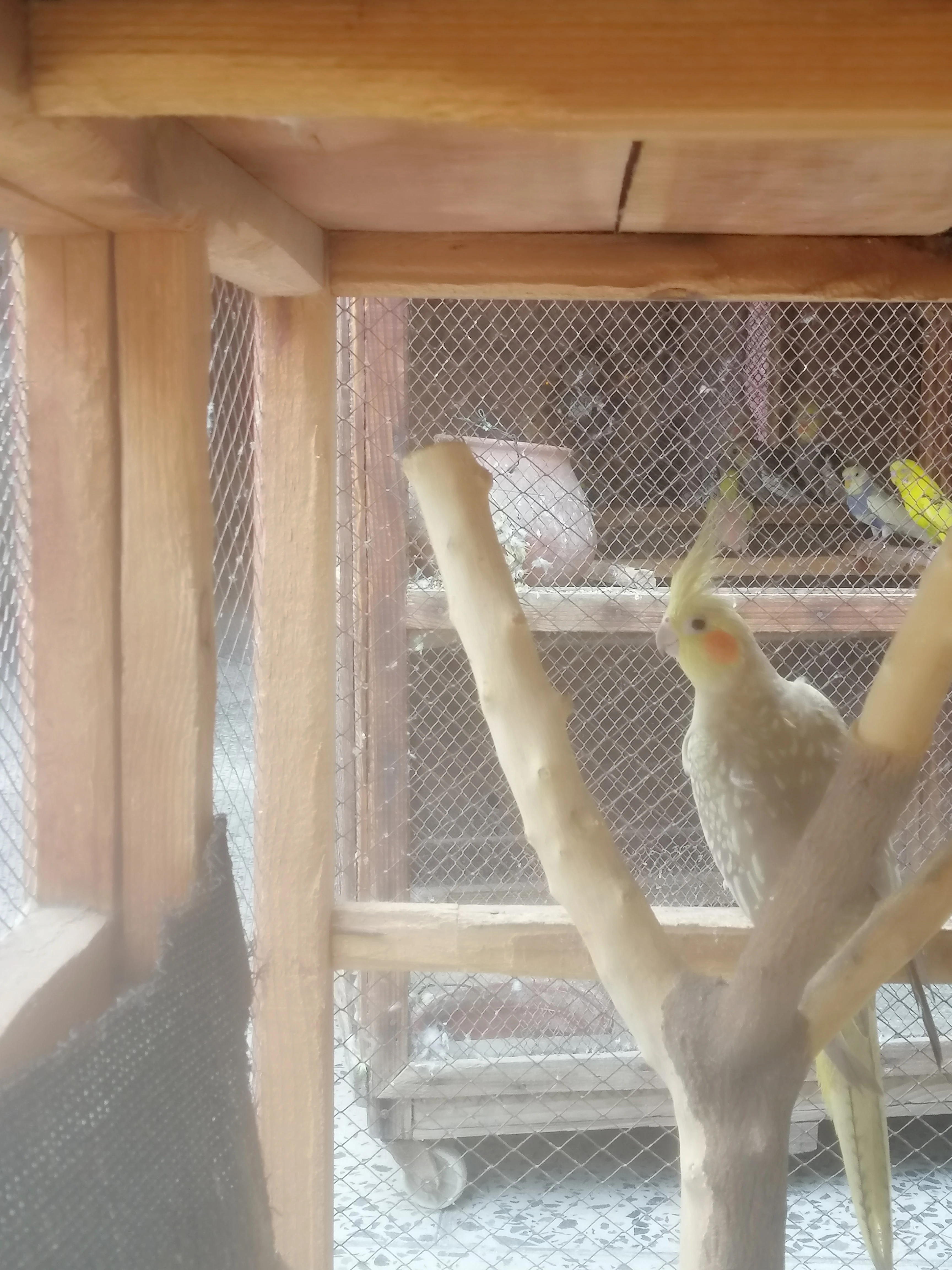 Cockatiel breeder pair-Image 2