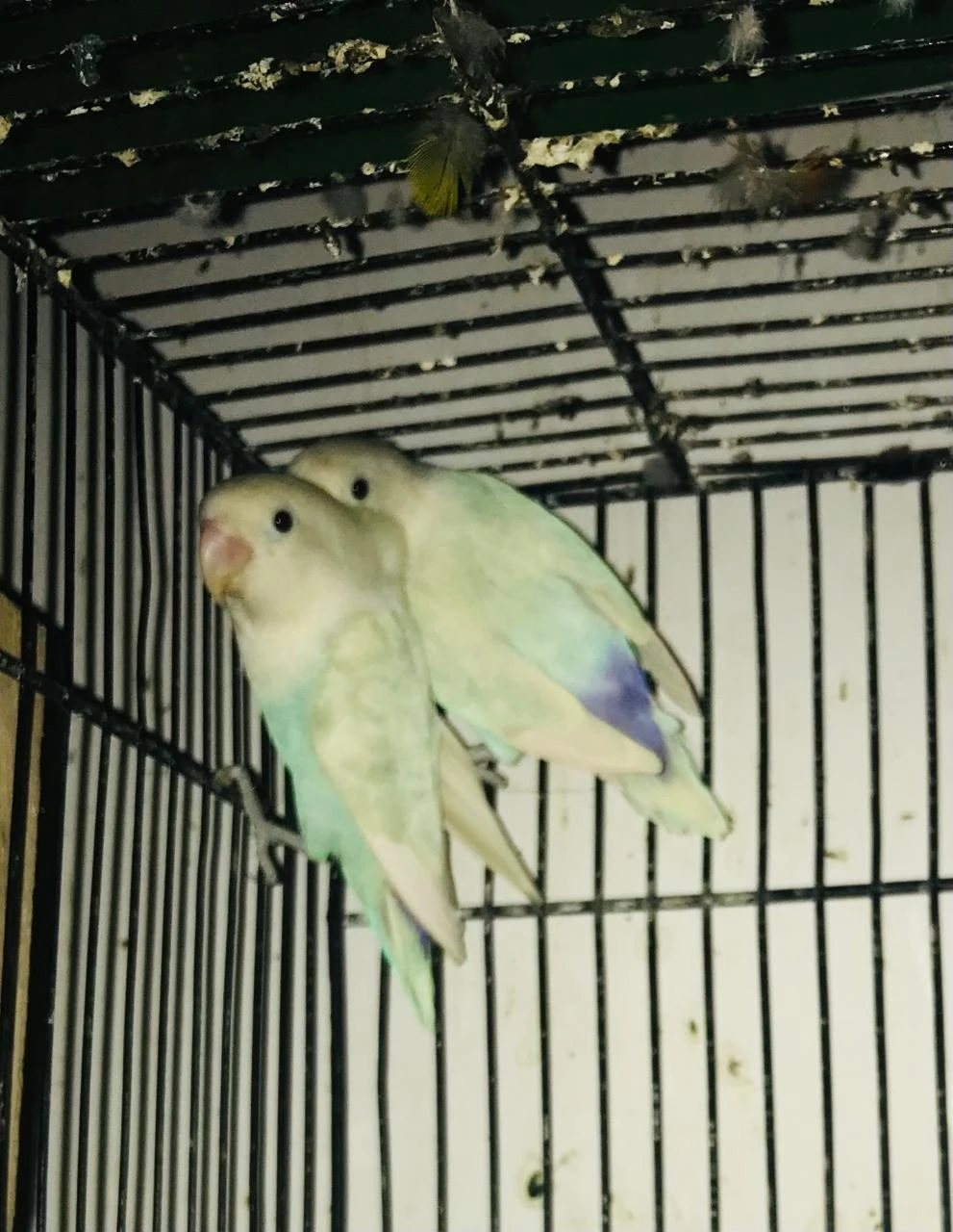 Complete Setup Sale Love Birds: Albino, Decino, Pastelino Breeder Pair-Image 1