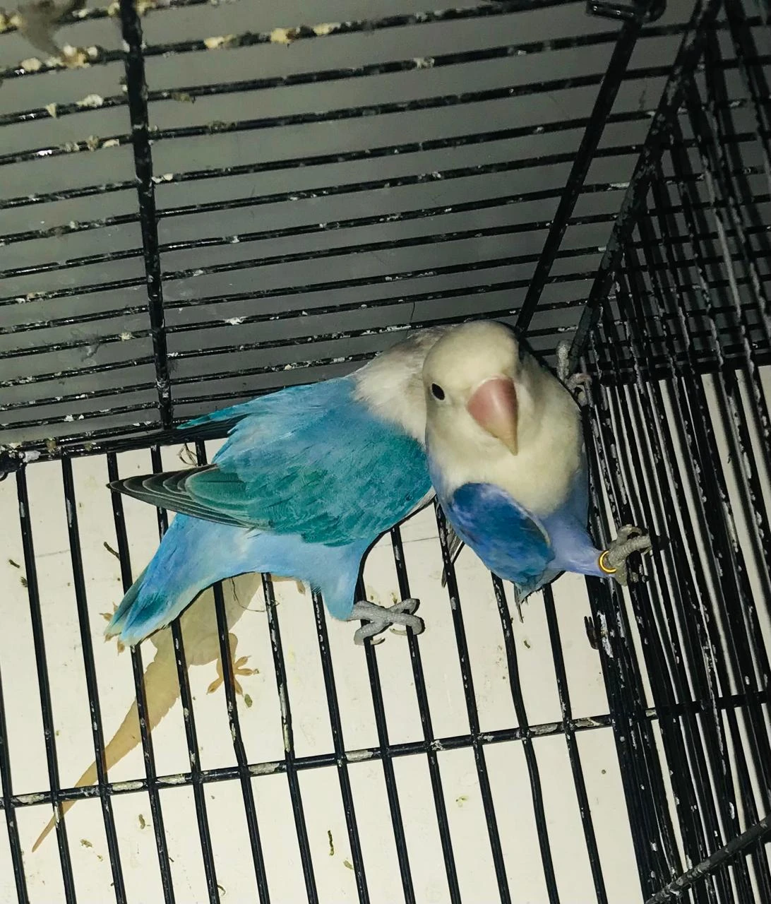 Complete Setup Sale Love Birds: Albino, Decino, Pastelino Breeder Pair-Image 2