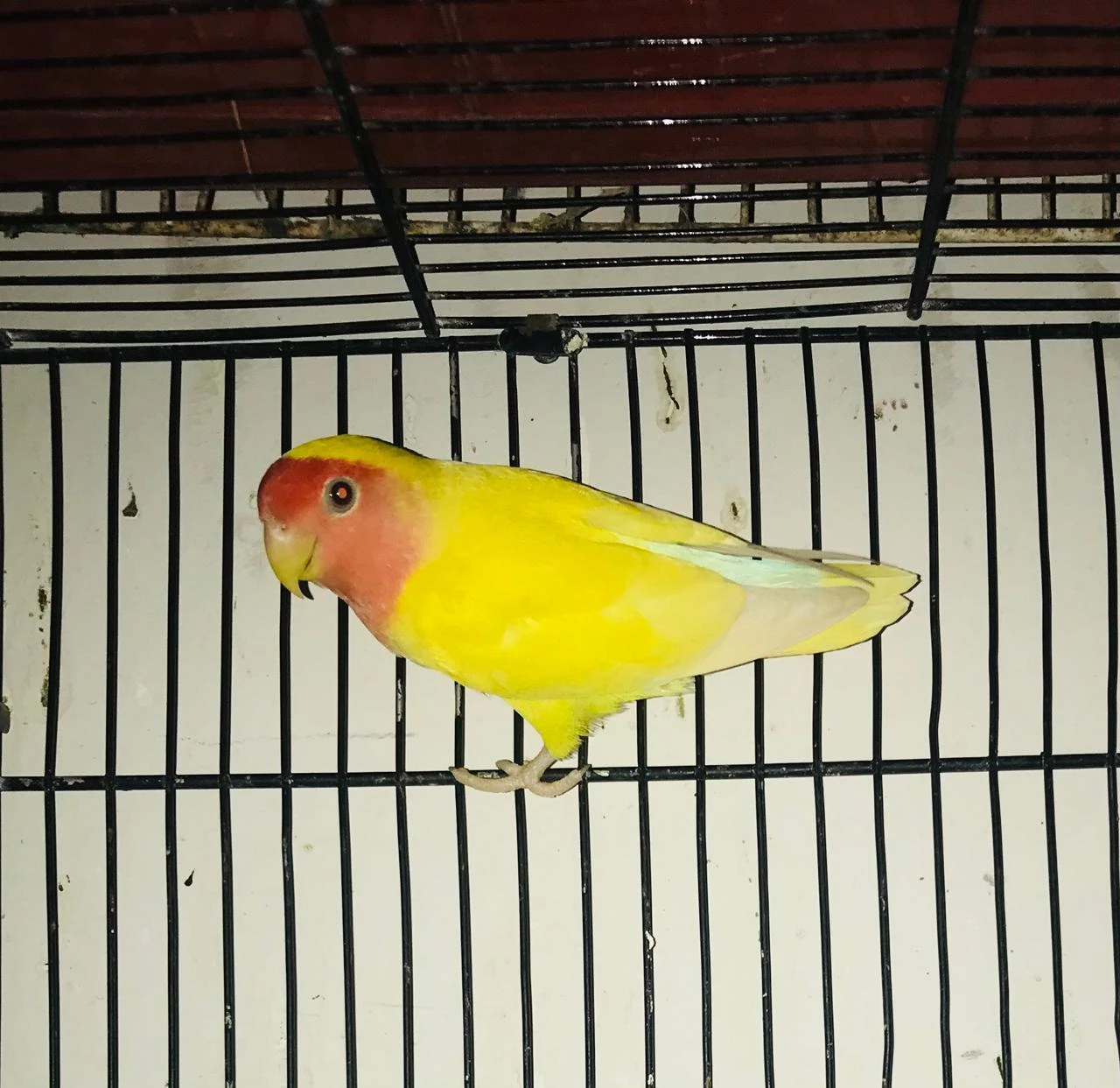 Complete Setup Sale Love Birds: Albino, Decino, Pastelino Breeder Pair-Image 3