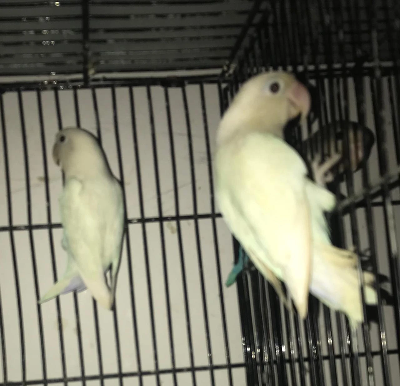 Complete Setup Sale Love Birds: Albino, Decino, Pastelino Breeder Pair-Image 4