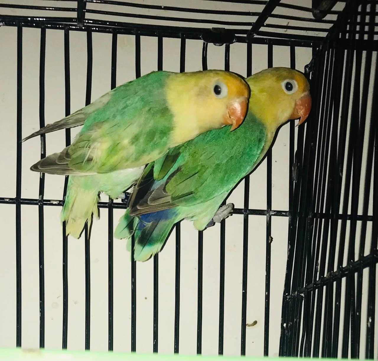 Complete Setup Sale Love Birds: Albino, Decino, Pastelino Breeder Pair-Image 5