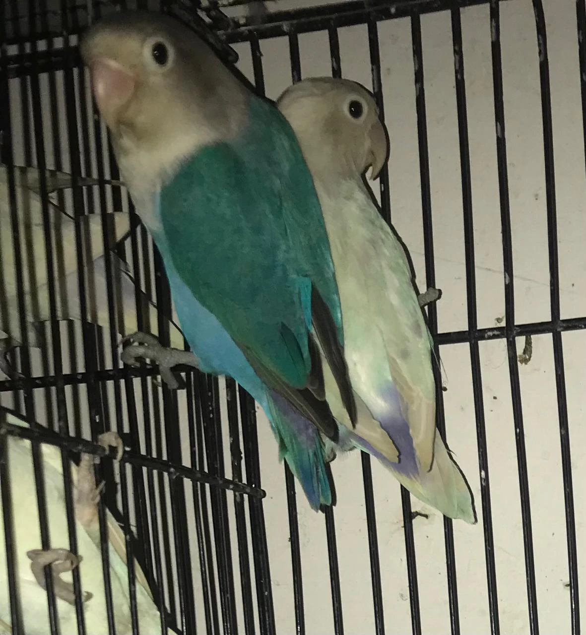 Complete Setup Sale Love Birds: Albino, Decino, Pastelino Breeder Pair-Image 6