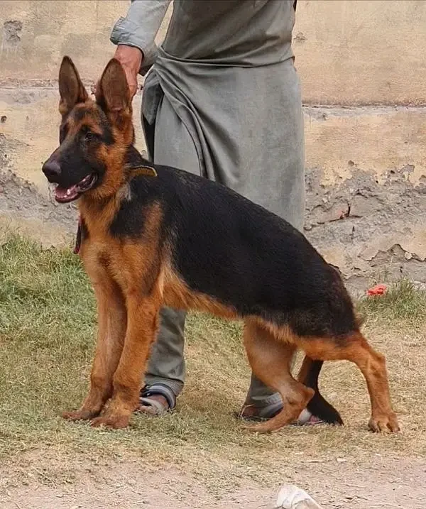 German Shepherd single port female 6 month for sale-Image 1