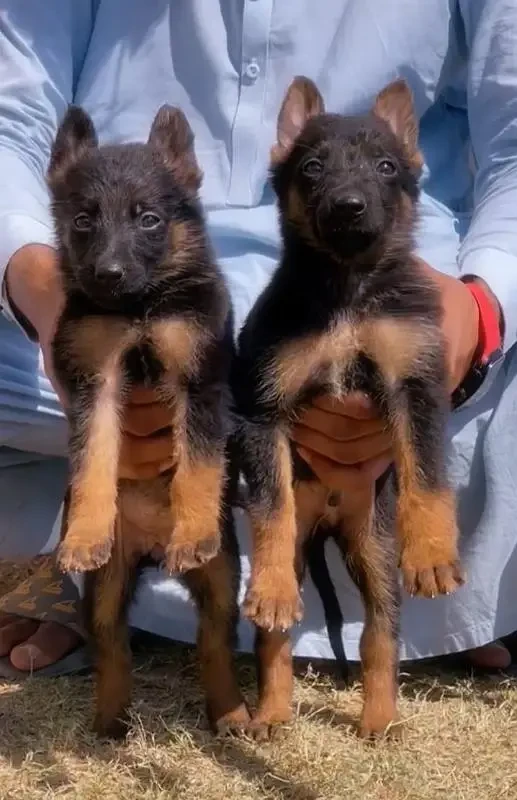 Alsatian bagiyari security dog 2 month pair for sale-Image 1