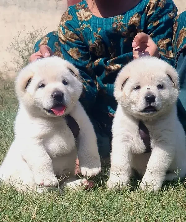 alabai security dog heavy bone 2 month pair for sale-Image 1