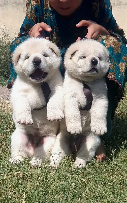 alabai security dog heavy bone 2 month pair for sale-Image 2