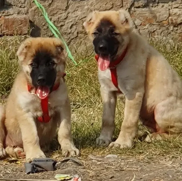 Turkish Kangal security Dog 3 month pair for sale heavy bone-Image 1