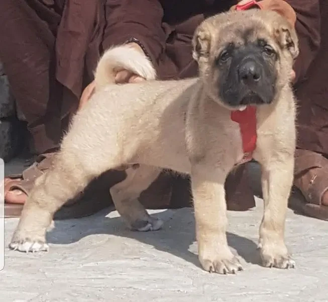 Turkish Kangal security Dog 2 month male for sale heavy bone-Image 1