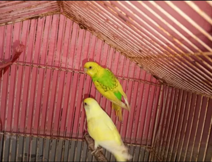 I am selling pair pet without cage-Image 1