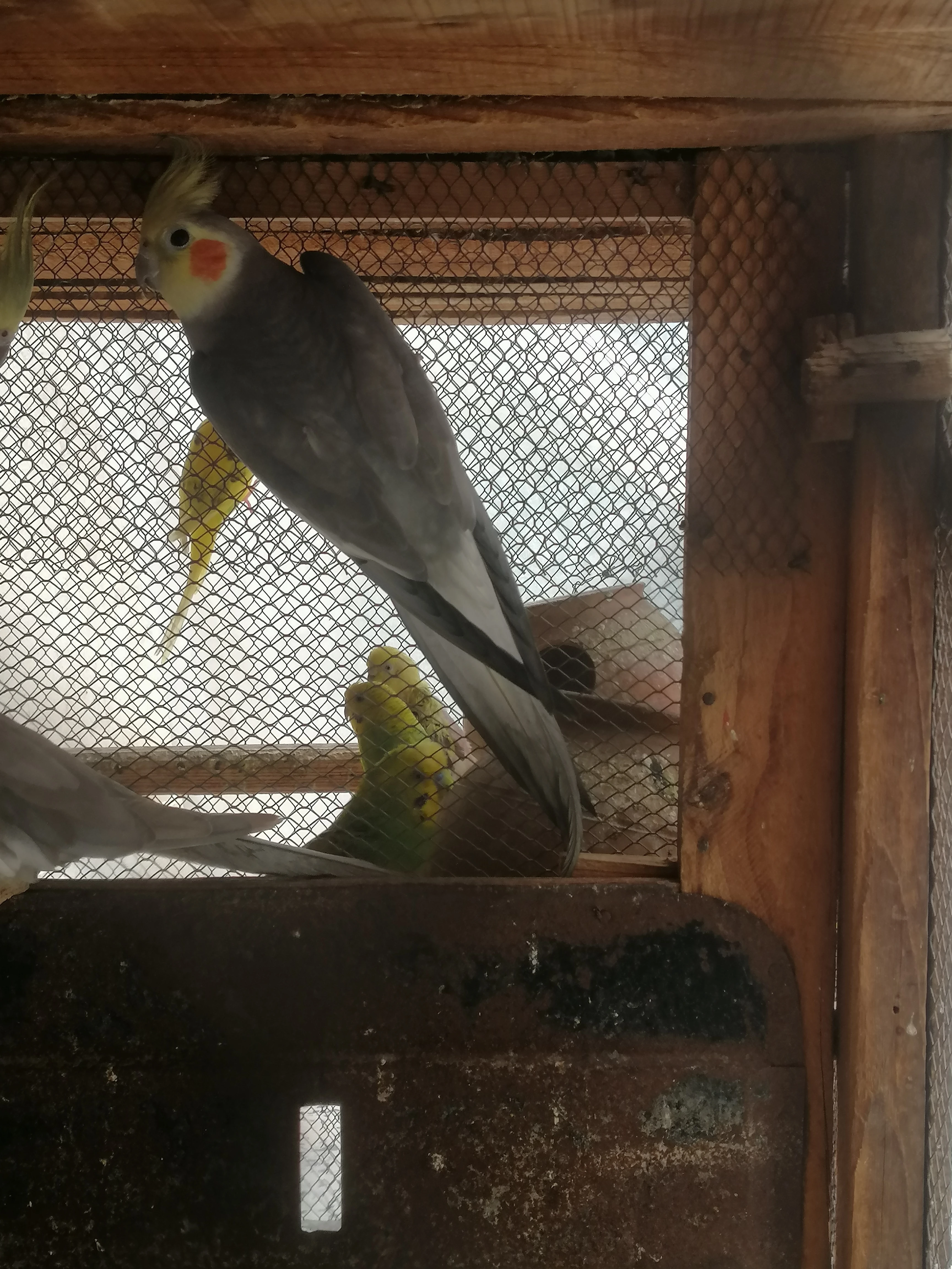 Cockatiel male-Image 2