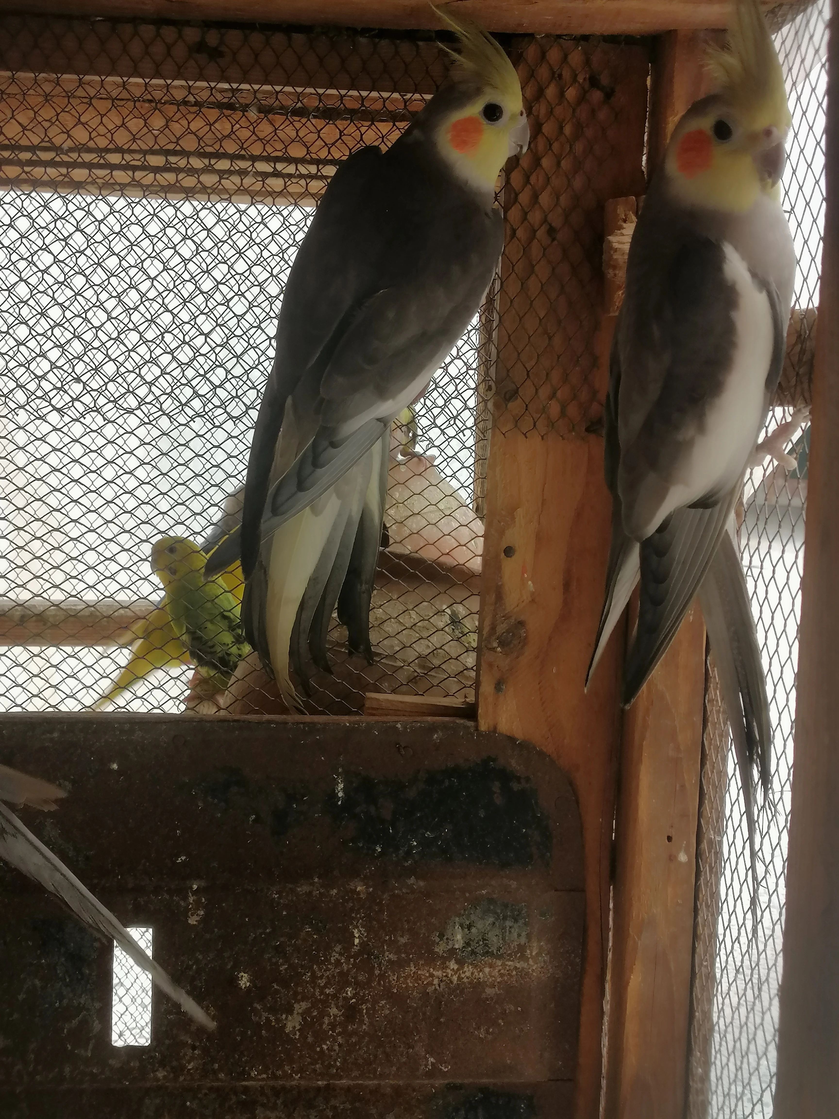 Cockatiel male-Image 3