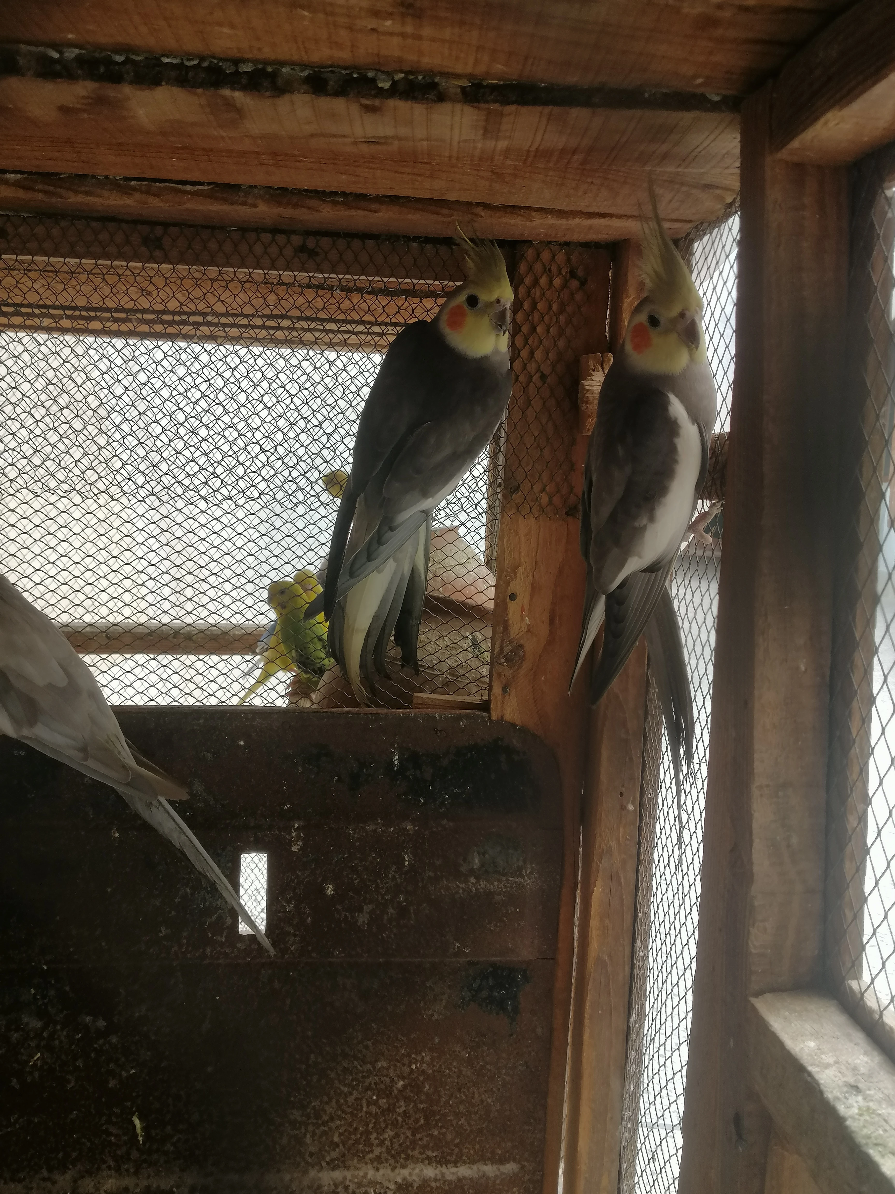 Cockatiel male-Image 4