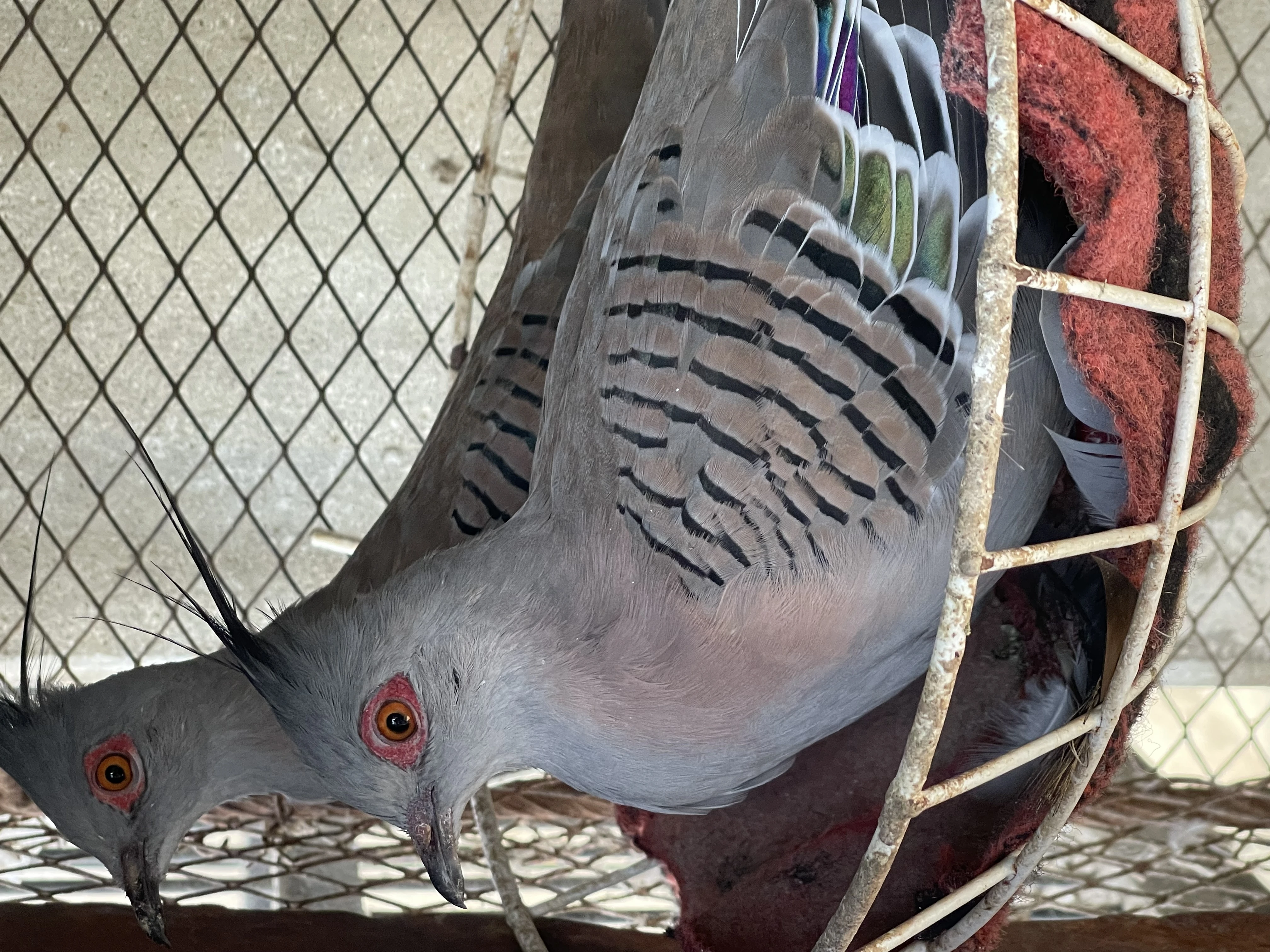 Crested Dove-Image 2