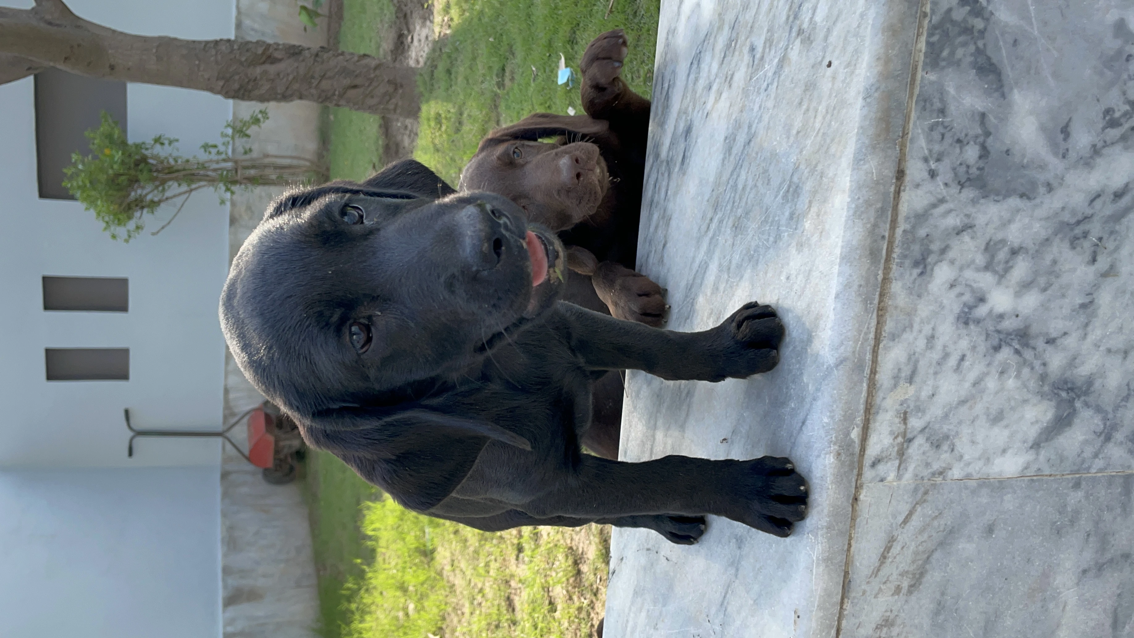 Labrador Retriever-Image 2