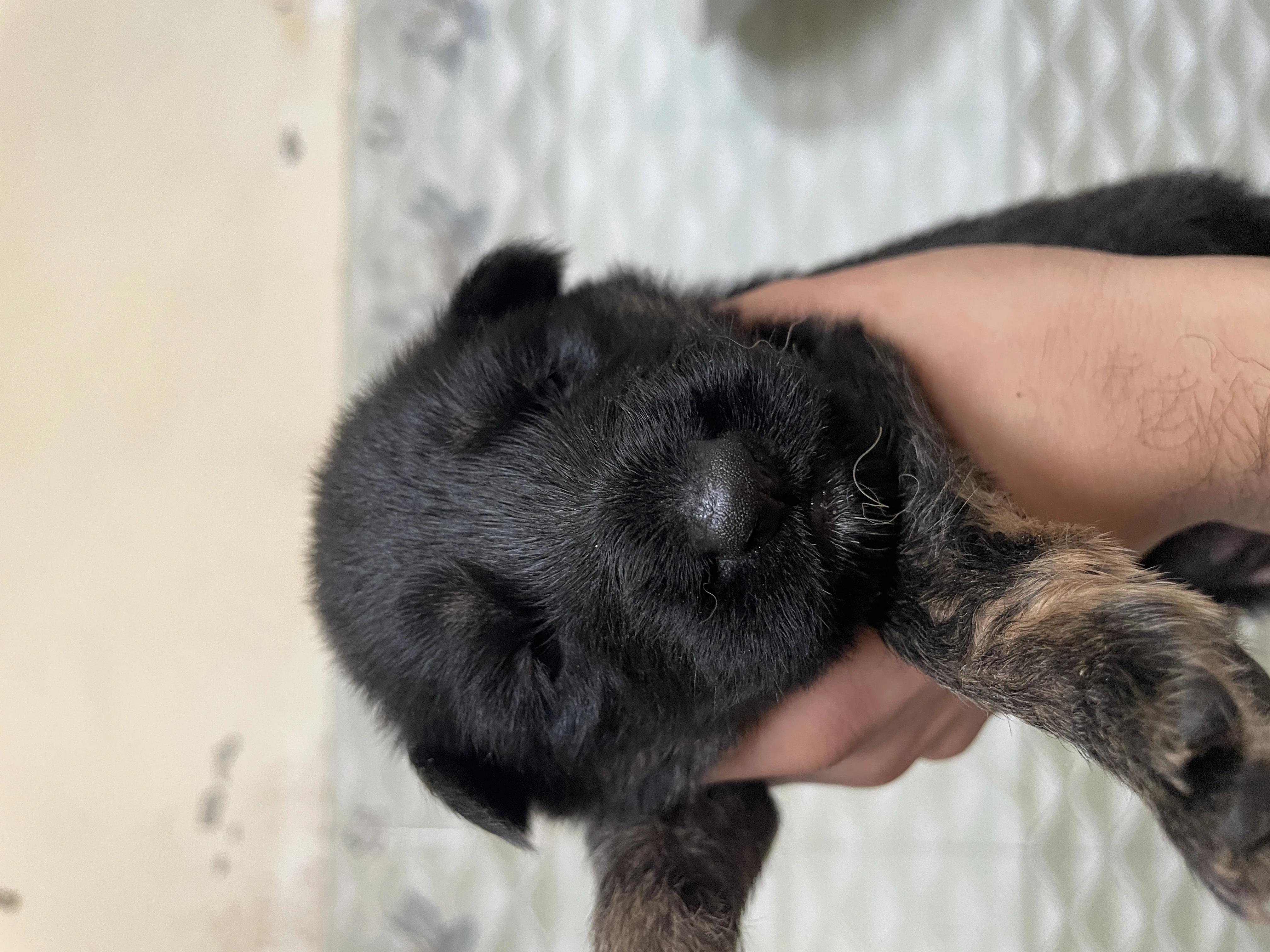 German shepherd long coat puppies-Image 5