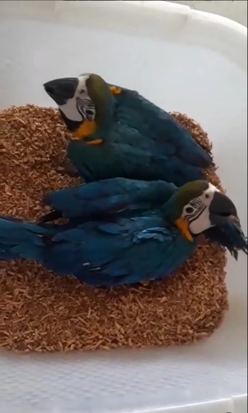 Macaw parrots for sale-Image 1