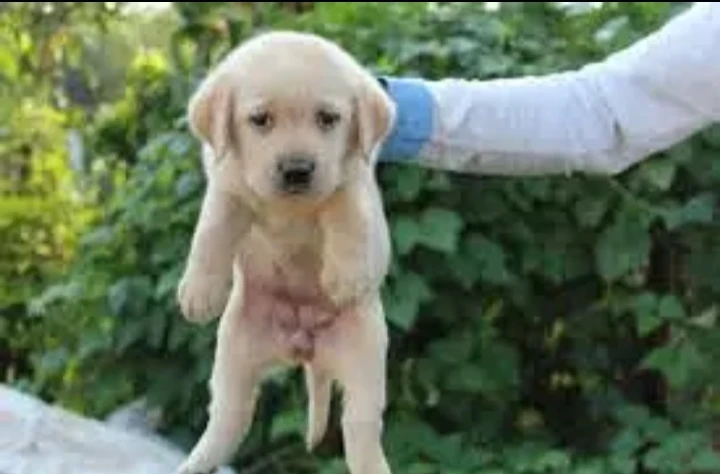 Labrador Retriever Puppy-Image 1