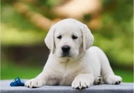 Labrador Retriever Puppy-Image 2