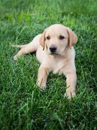 Labrador Retriever Puppy-Image 3