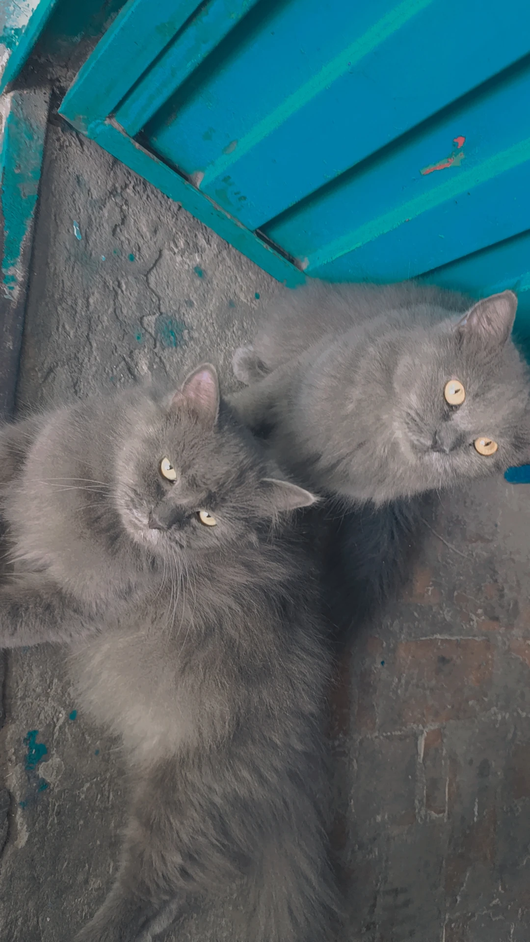 Smokey cat pair /Persian cat /punch face-Image 7