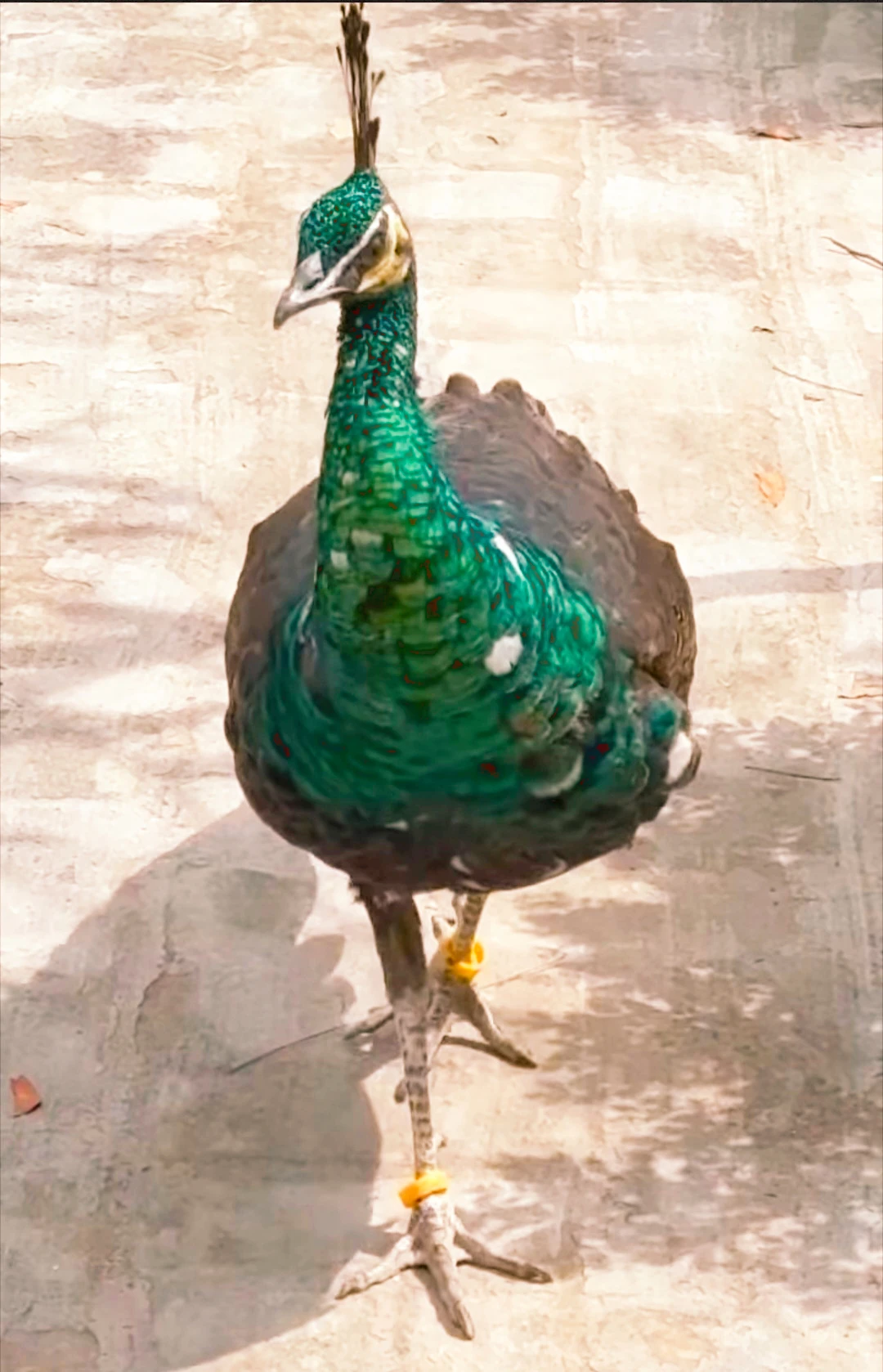 Green emerald peacock-Image 1