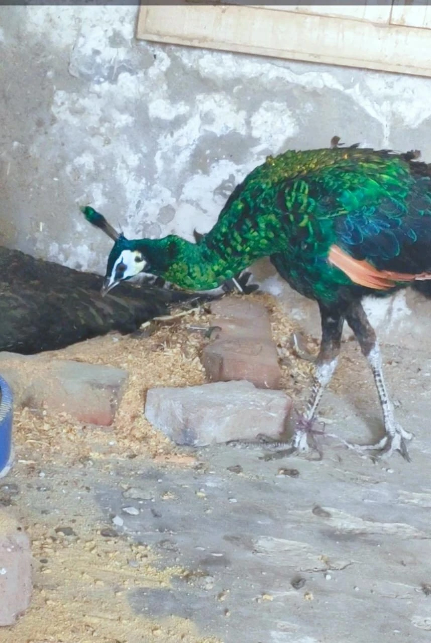 Green emerald peacock-Image 4