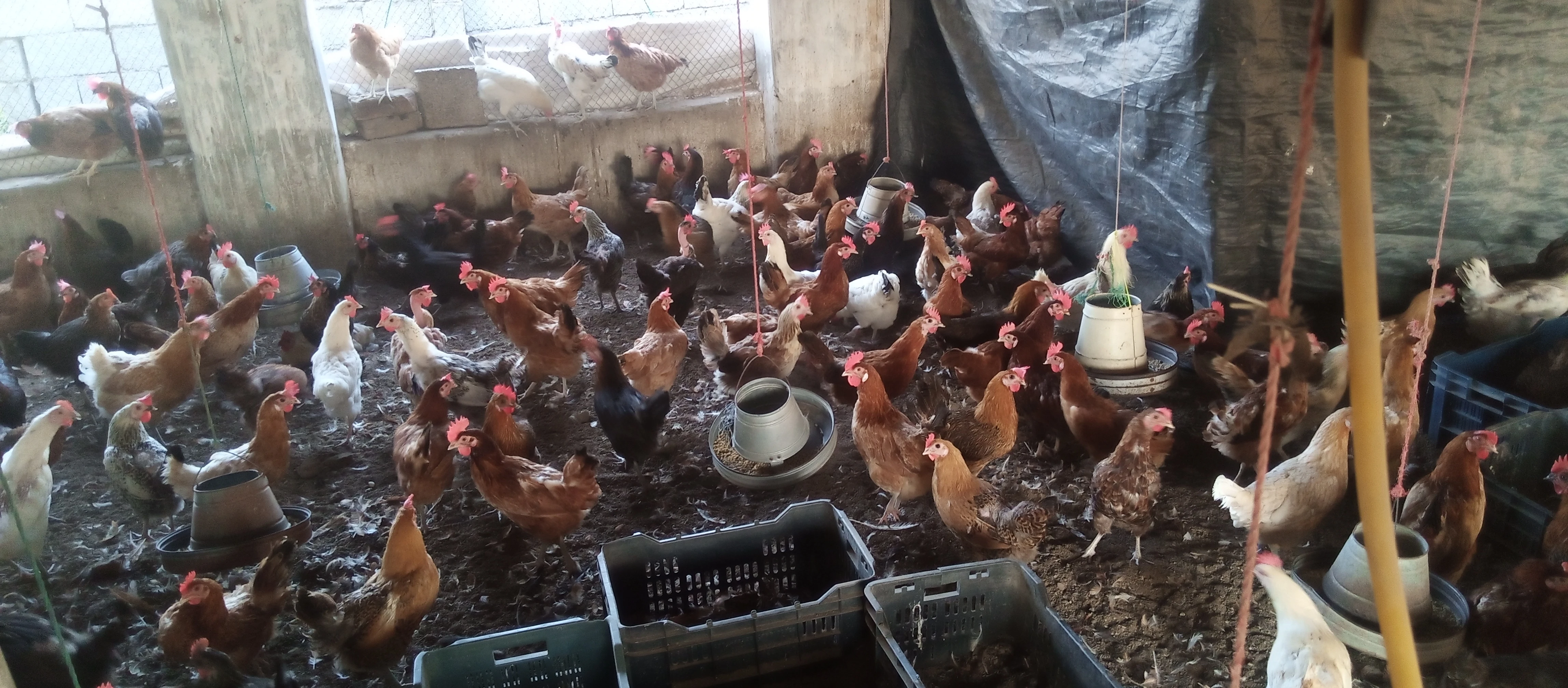 Golden Misri hen | Hens | egg started | Murgiya | Egg laying | desi hen-Image 3