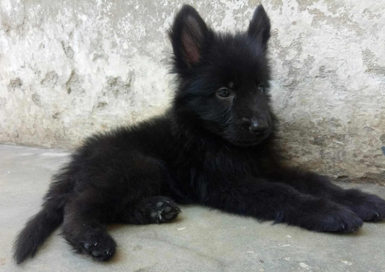 Black German shepherd-Image 1