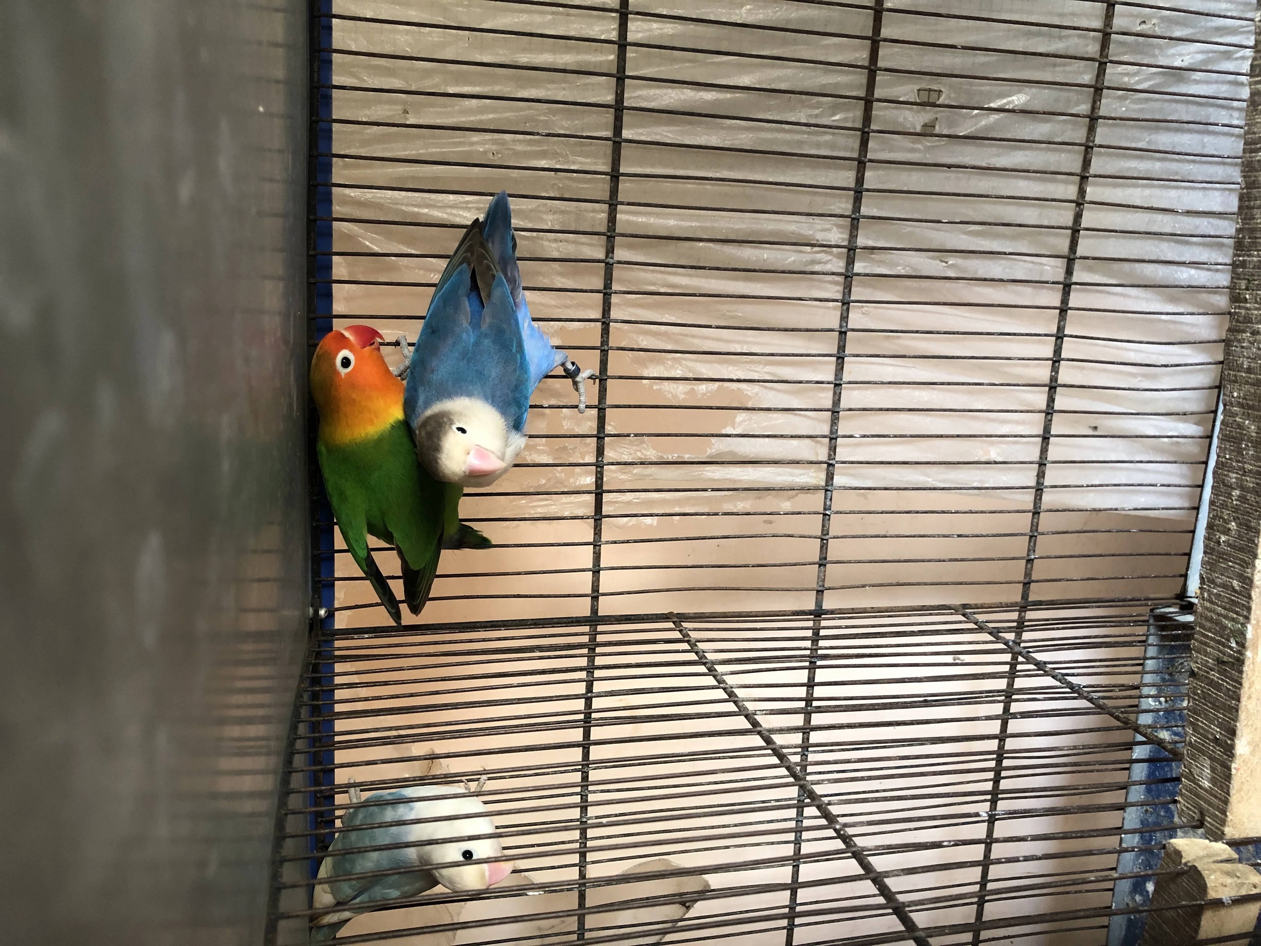 Lovebirds-Image 1