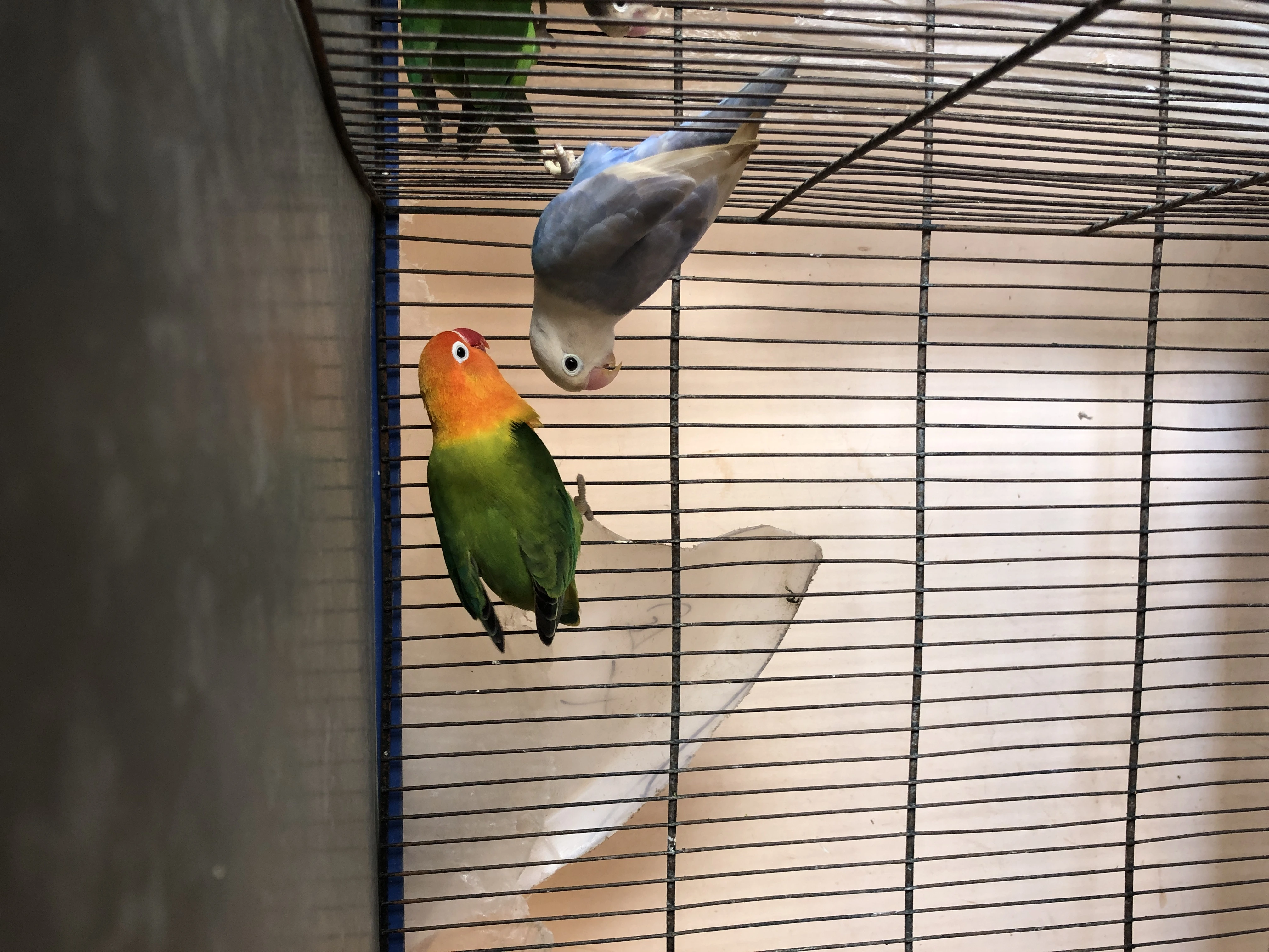 Lovebirds-Image 3