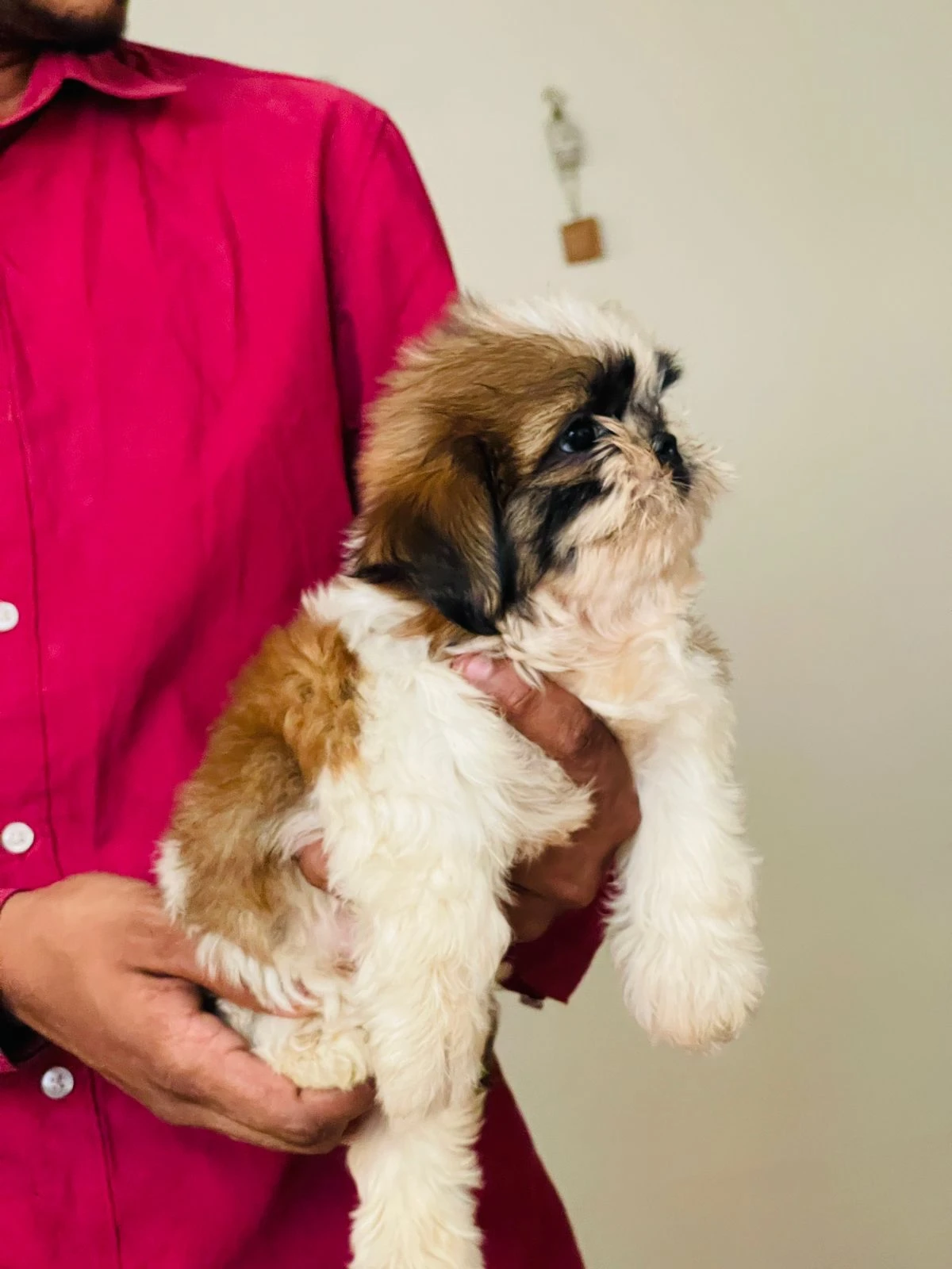 Top Quality Shihtzu Puppies-Image 1