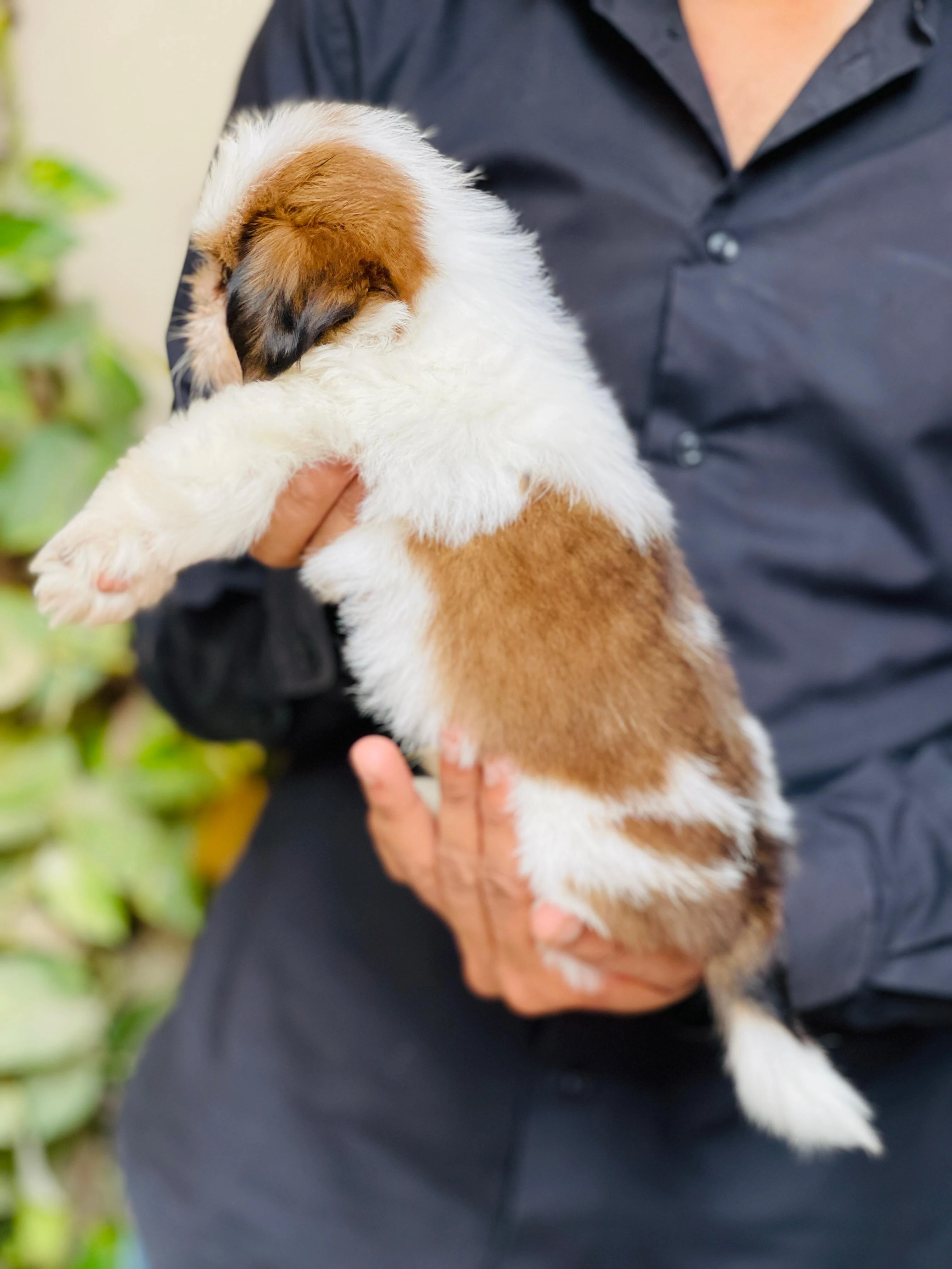 Top Quality Shihtzu Puppies-Image 2