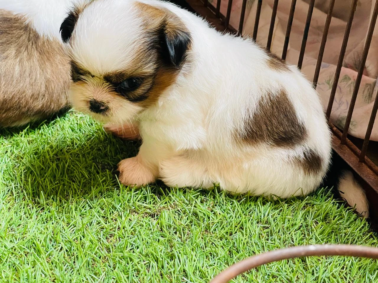 Top Quality Shihtzu Puppies-Image 3