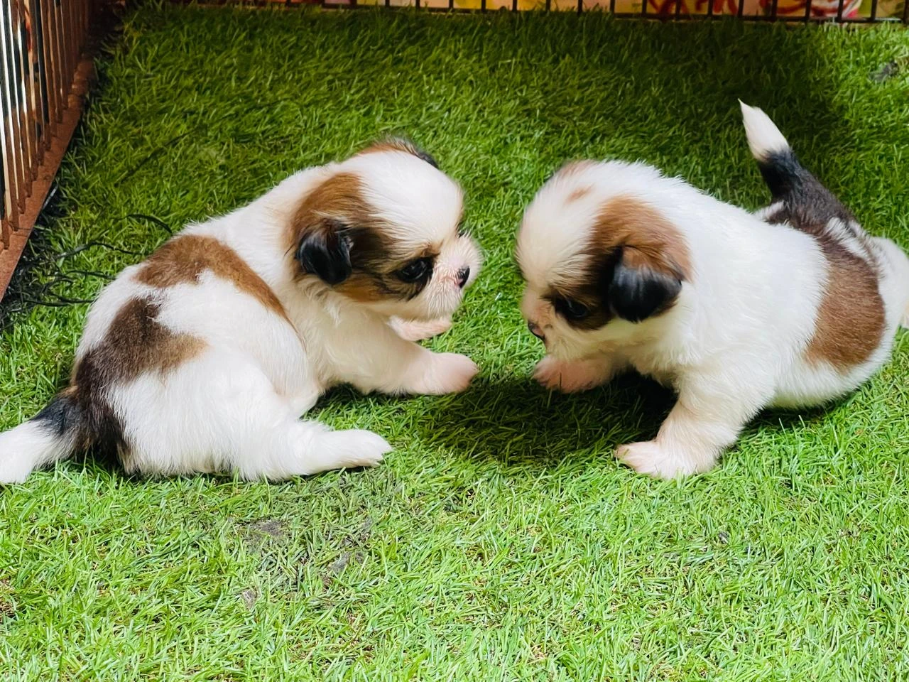 Top Quality Shihtzu Puppies-Image 4