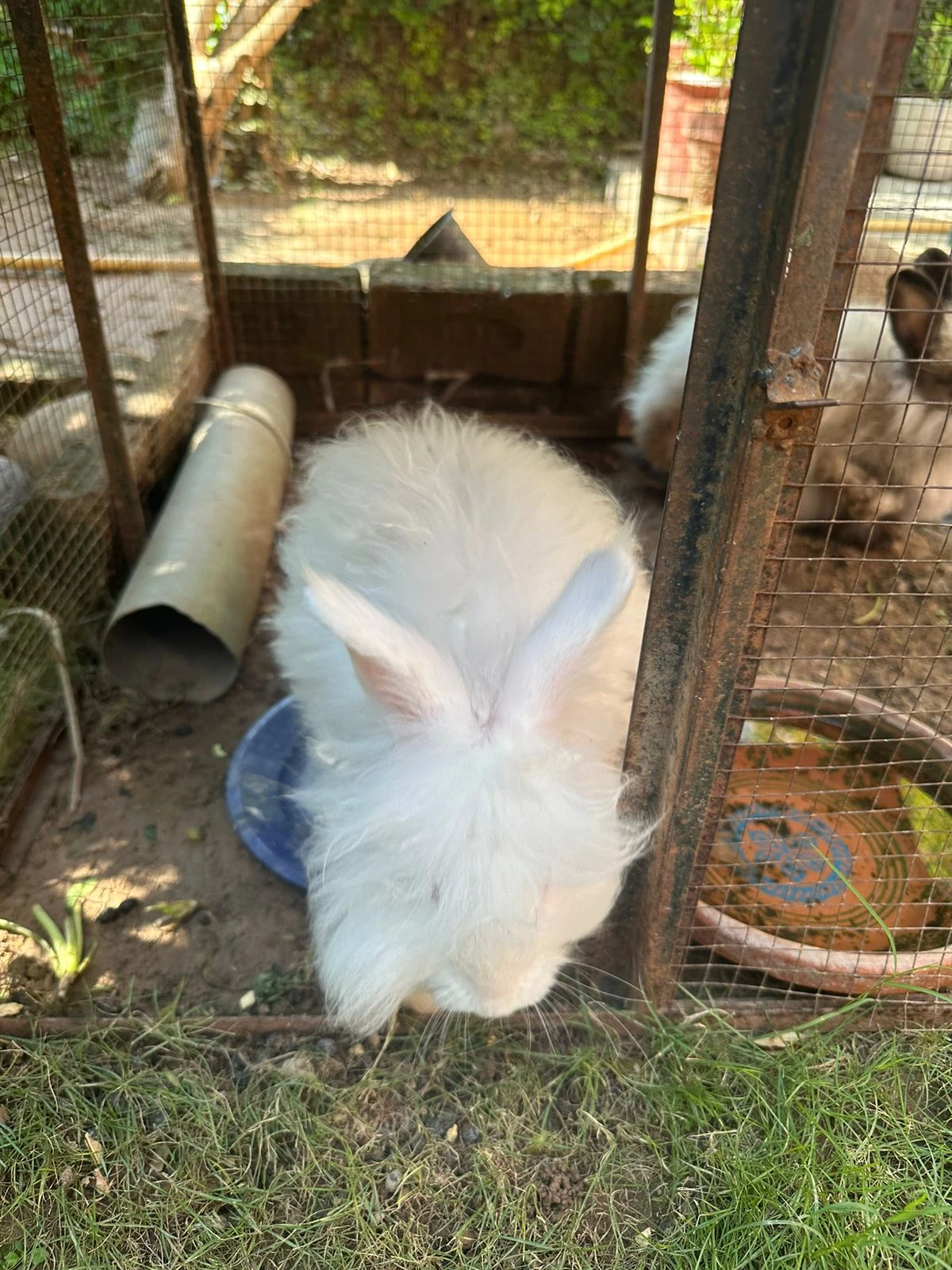 1 white and 1 black rabbits for sale-Image 1