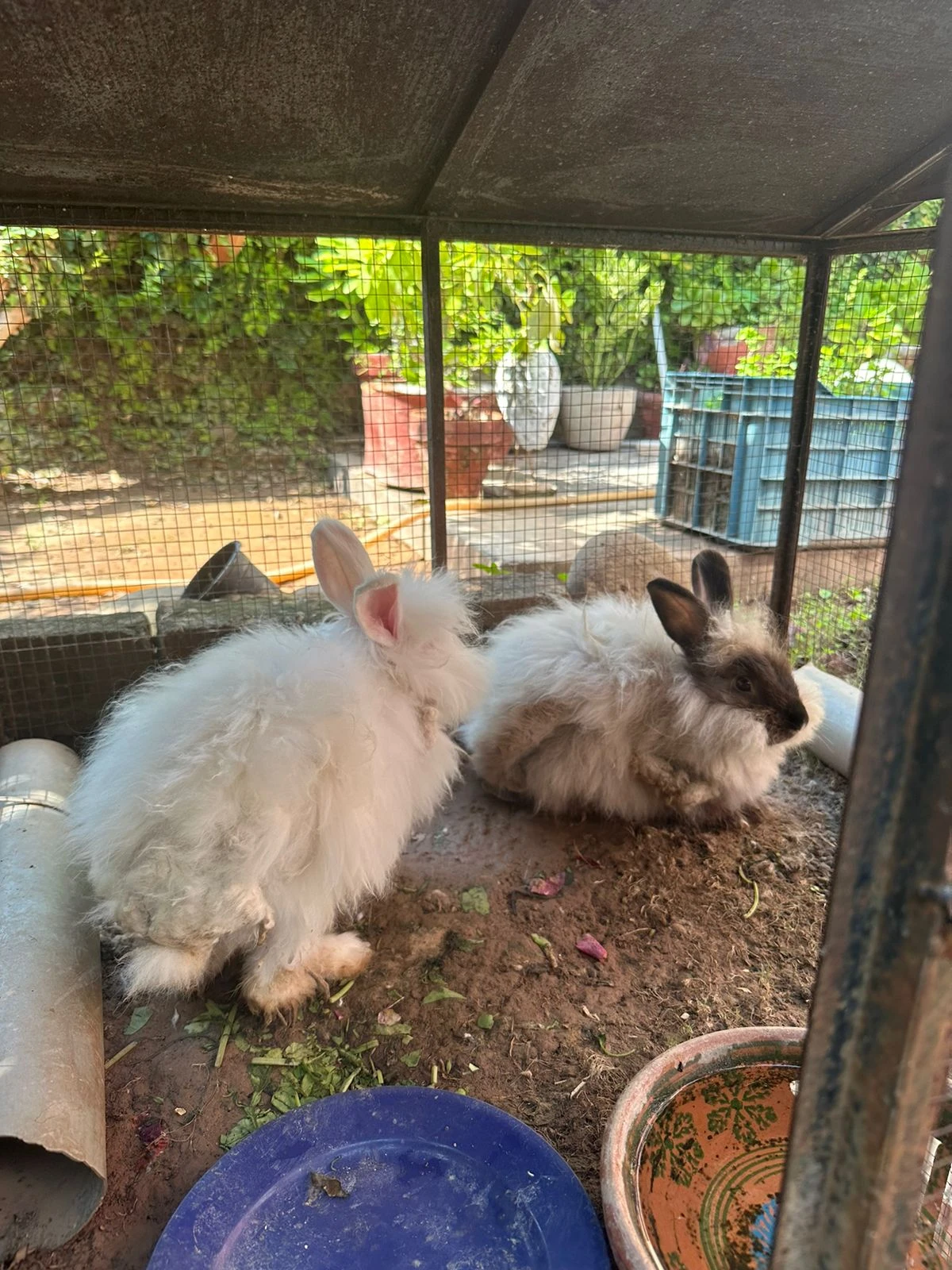 1 white and 1 black rabbits for sale-Image 2