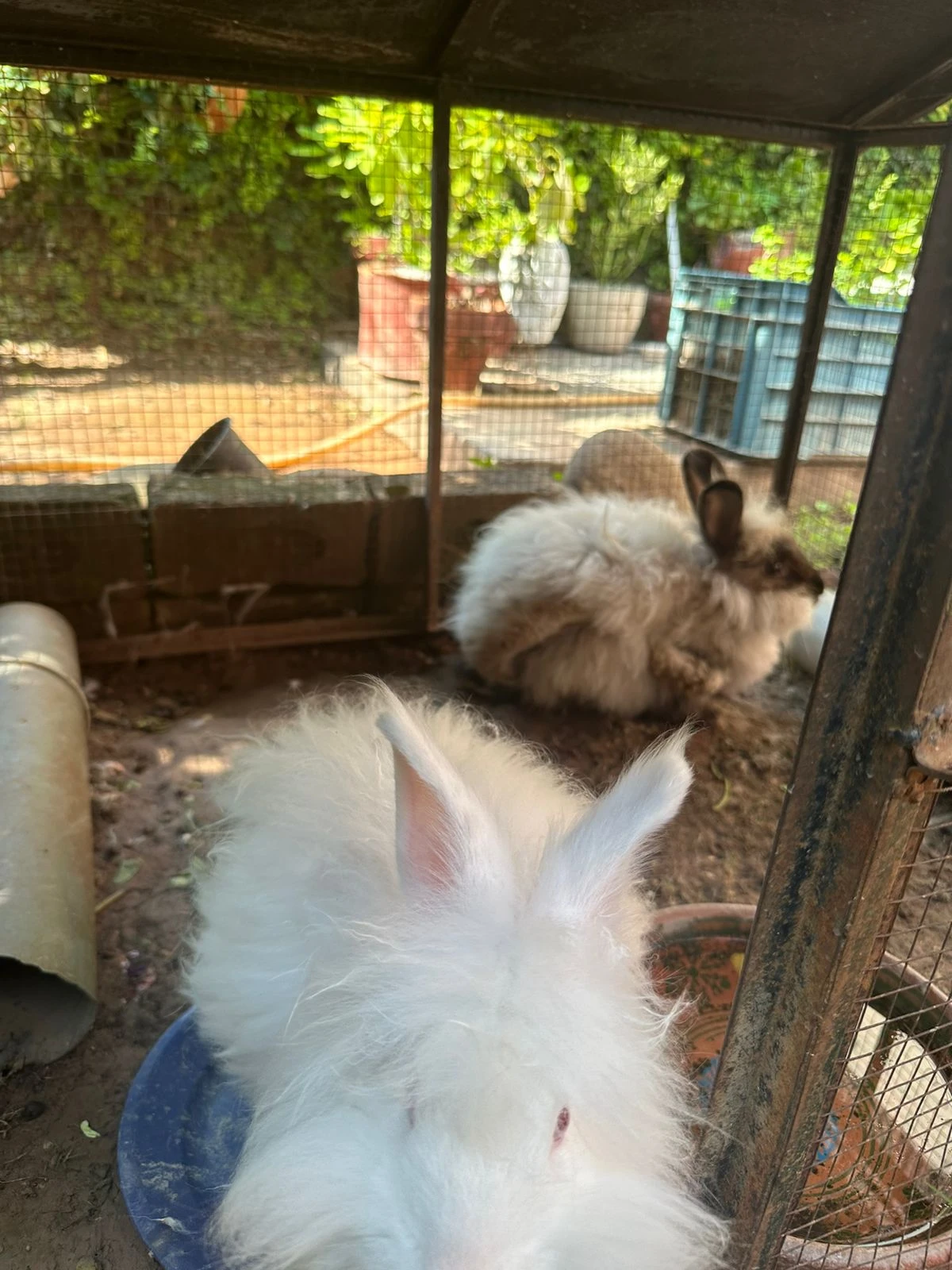 1 white and 1 black rabbits for sale-Image 3